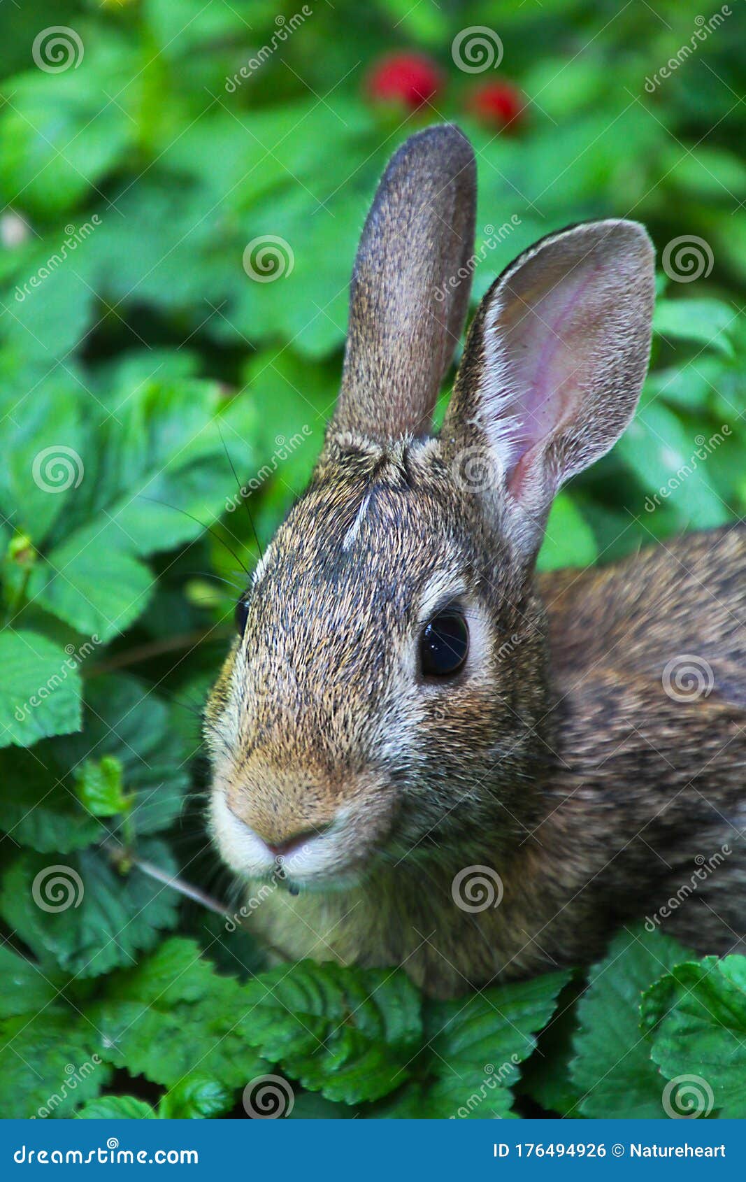 adorable bunny face in strawberry patch sylvilagus floridanus