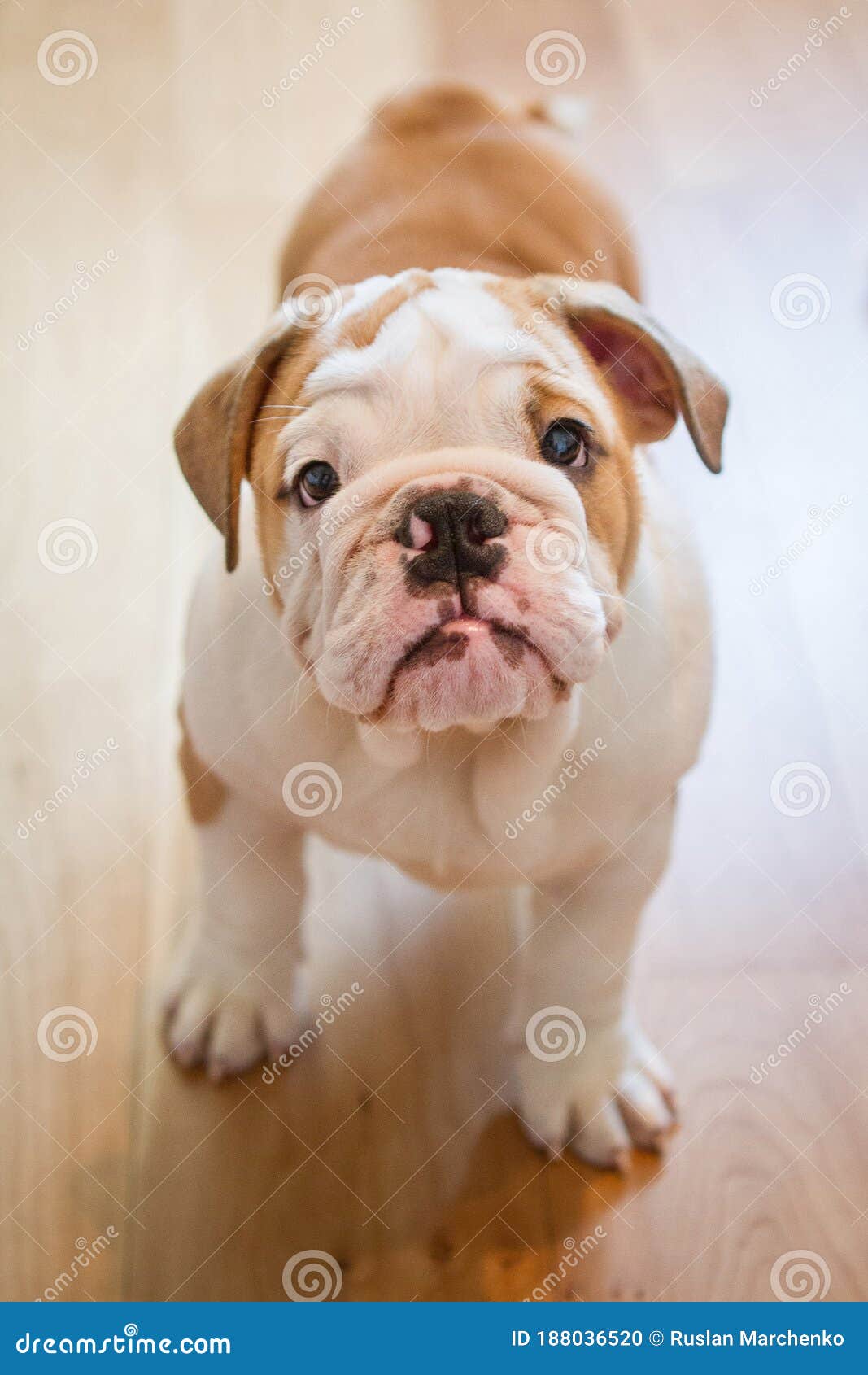 Adorable Cachorro De Bulldog Inglés. Puesto De Cachorro De Bulldog En Inglés En El Suelo En Casa. Retrato De Cierre Foto de archivo - Imagen de perro: 188036520