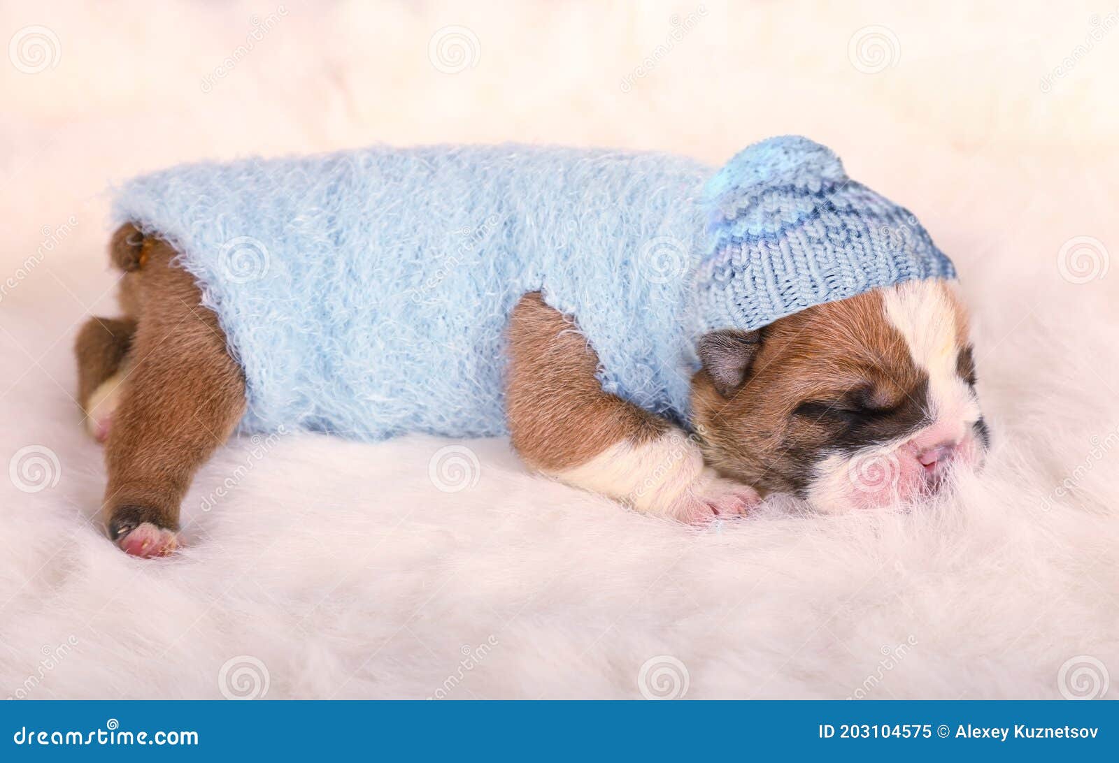 Adorable Cachorro De Bulldog Inglés Recién Nacido Durmiendo En Una Alfombra De Piel Imagen de archivo Imagen de perro: 203104575