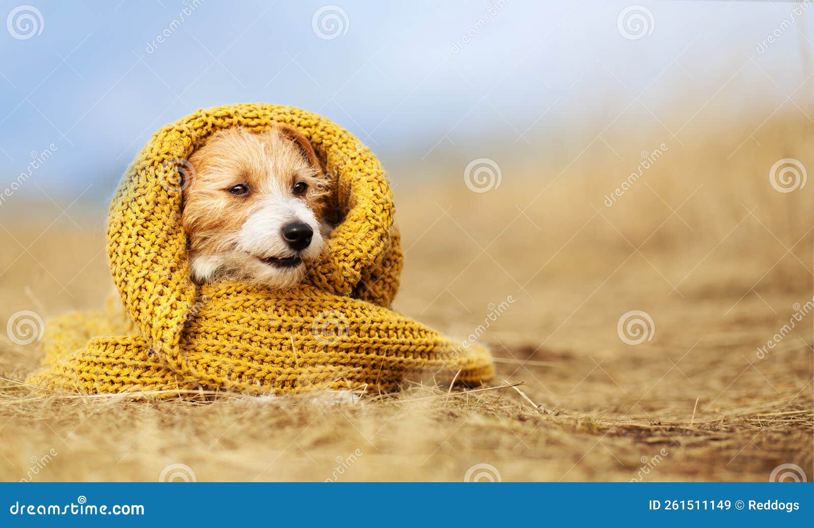 ejemplo bordillo seta Adorable Cachorro De Perro De Mascota Feliz Con Ropa De Invierno De Otoño  Imagen de archivo - Imagen de suéter, perrito: 261511149