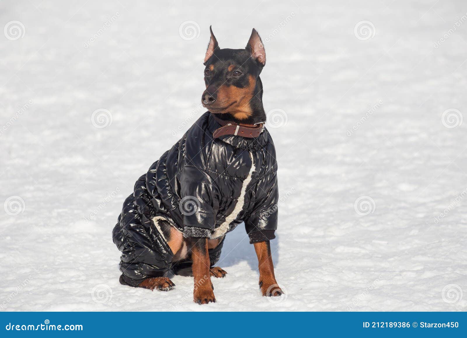 Cachorro Miniatura En Negro Ropa De Está Sentado En Una Nieve Blanca En El Parque De Invierno. Animales Foto de archivo - Imagen de perrera, club: 212189386