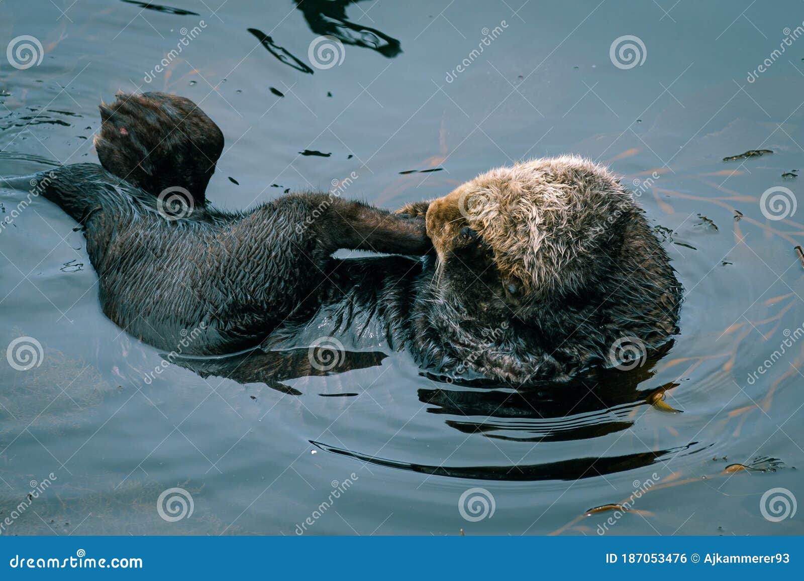 Adorable Pacific Sea Otter Swimming, Diving, Eating Clams And Mollusks ...