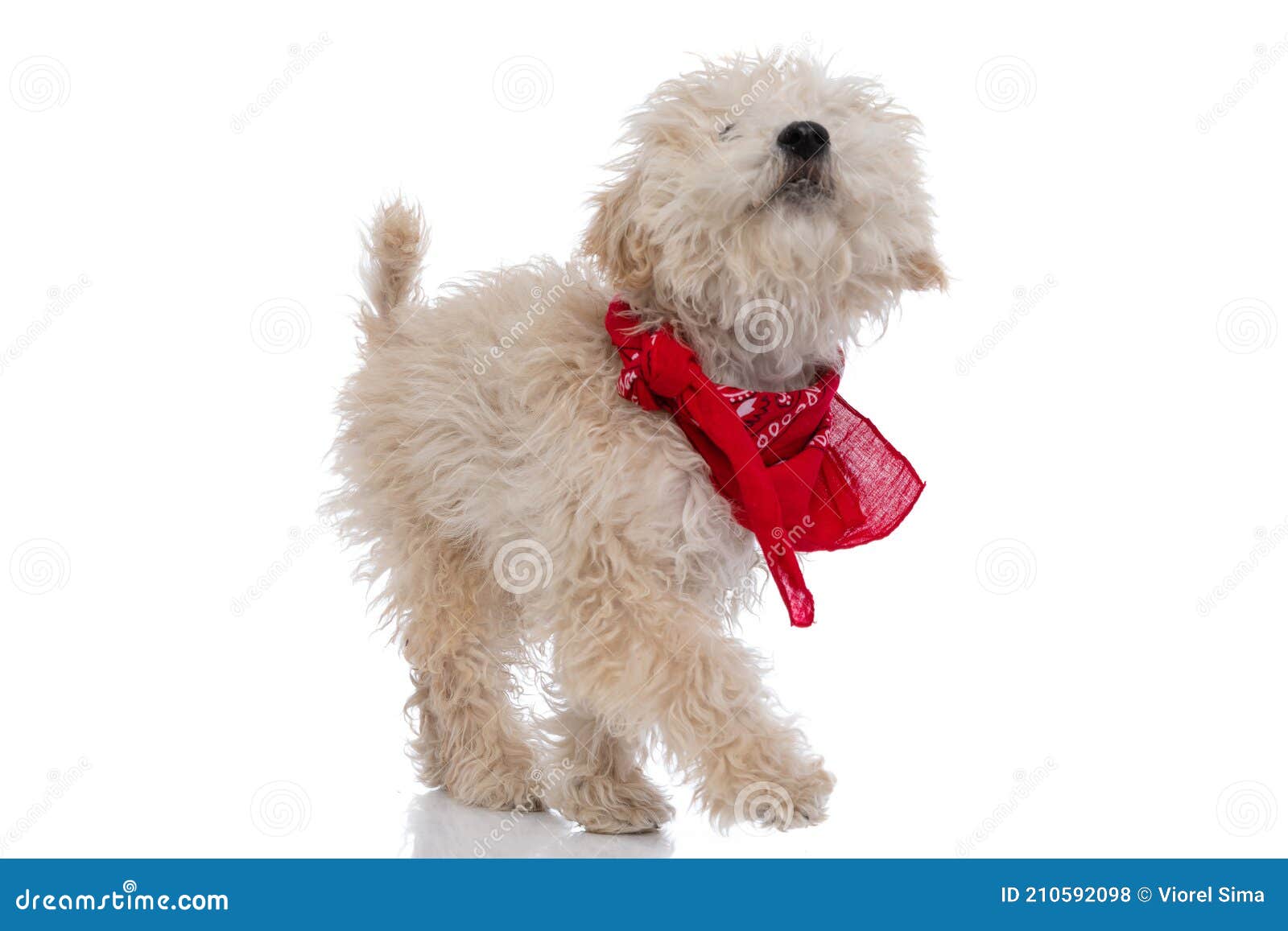 adorable caniche dog looking up, wearing a red bandana