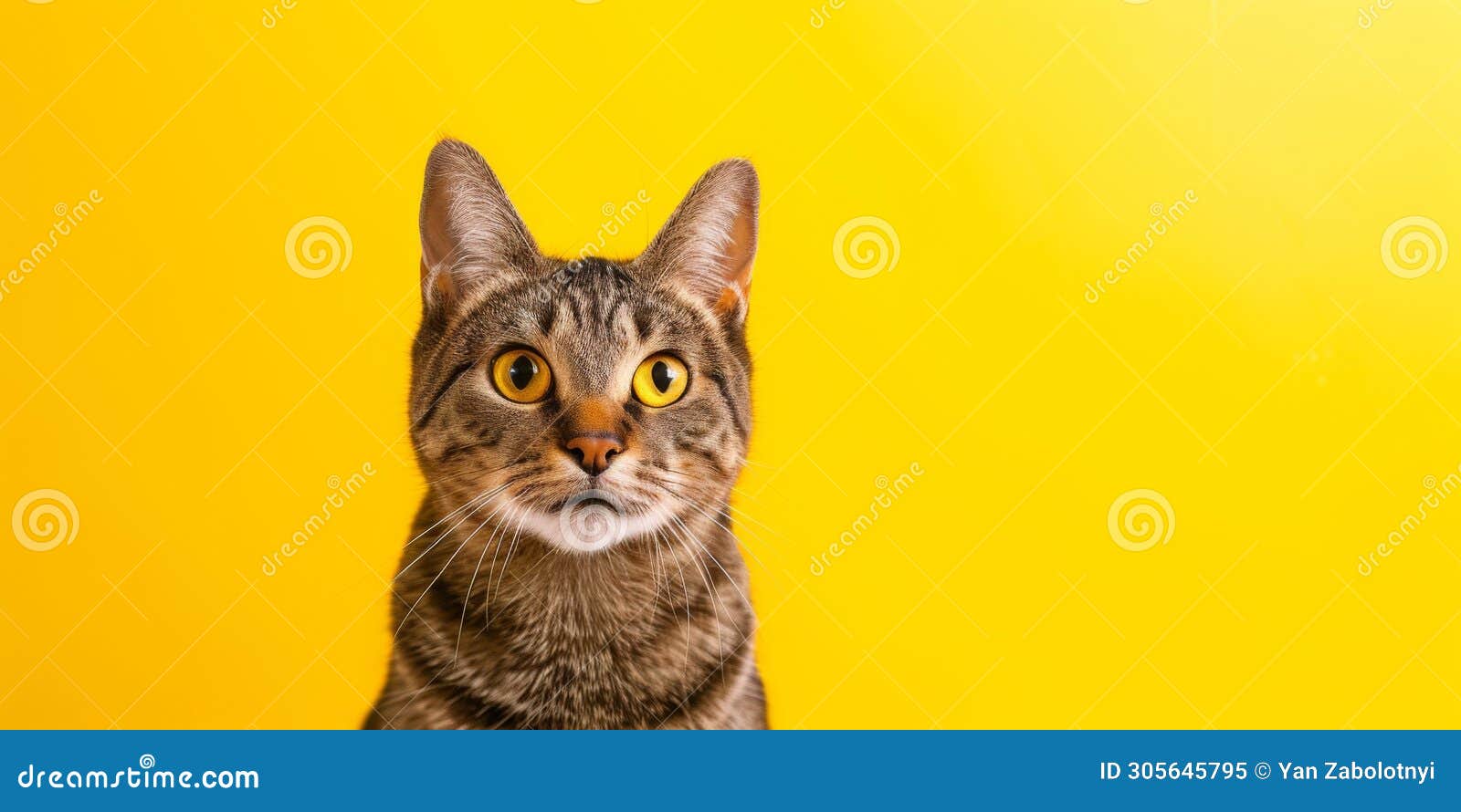 adorable cat banner against vibrant yellow backdrop captures attention instantly