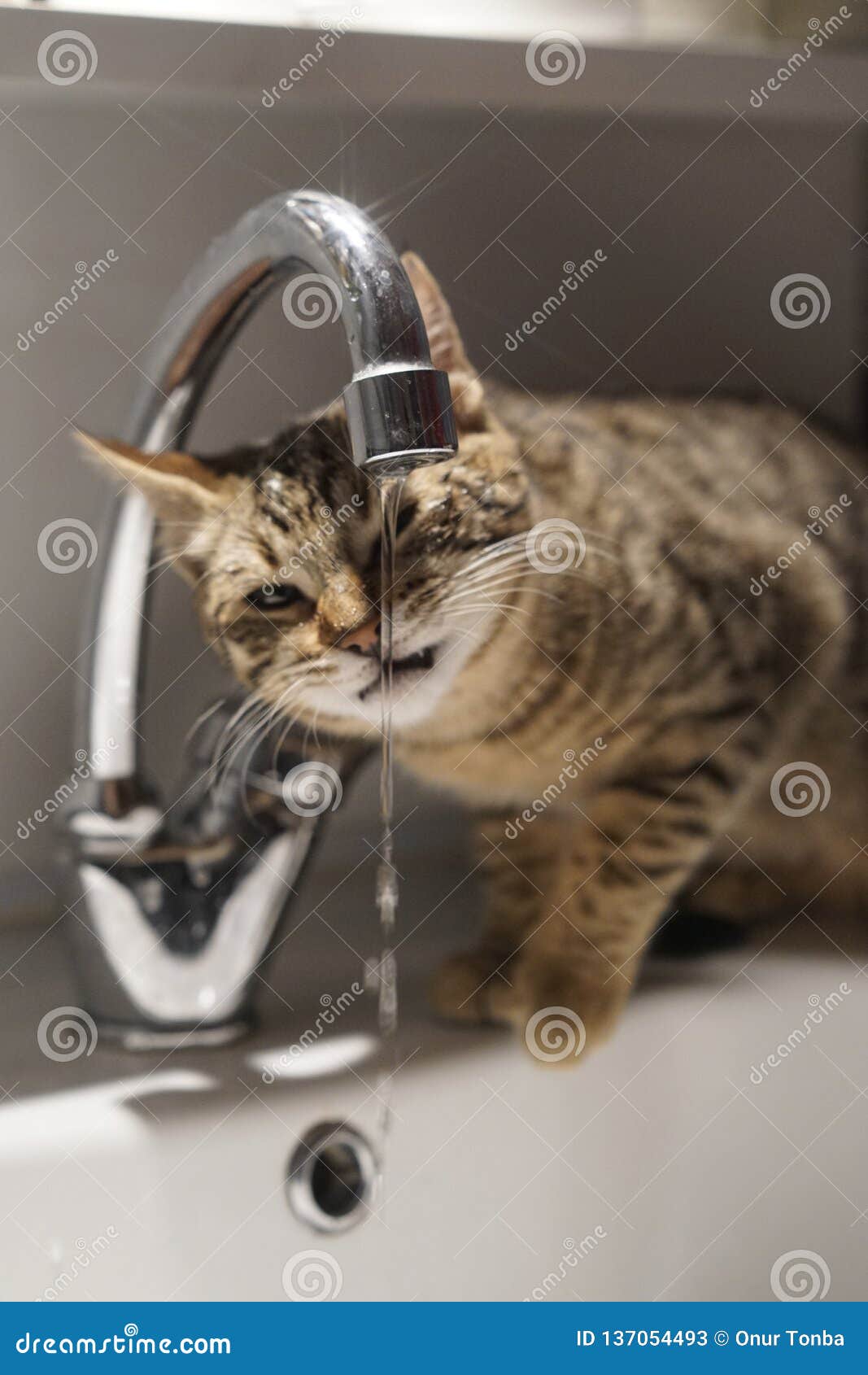 Adorable Cat Drinking From A Faucet Stock Image Image of domestic