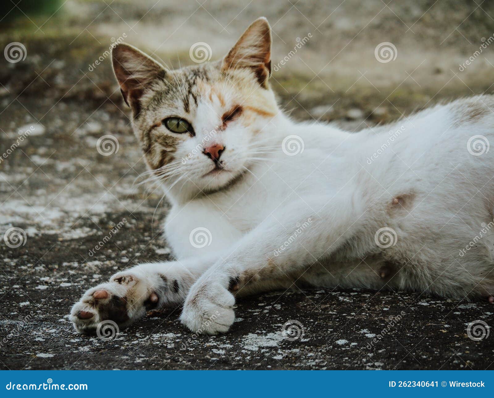 Adorable cat with one eye stock image. Image of wildlife 262340641