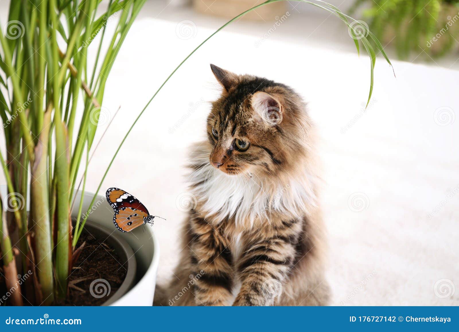 cat chasing butterfly