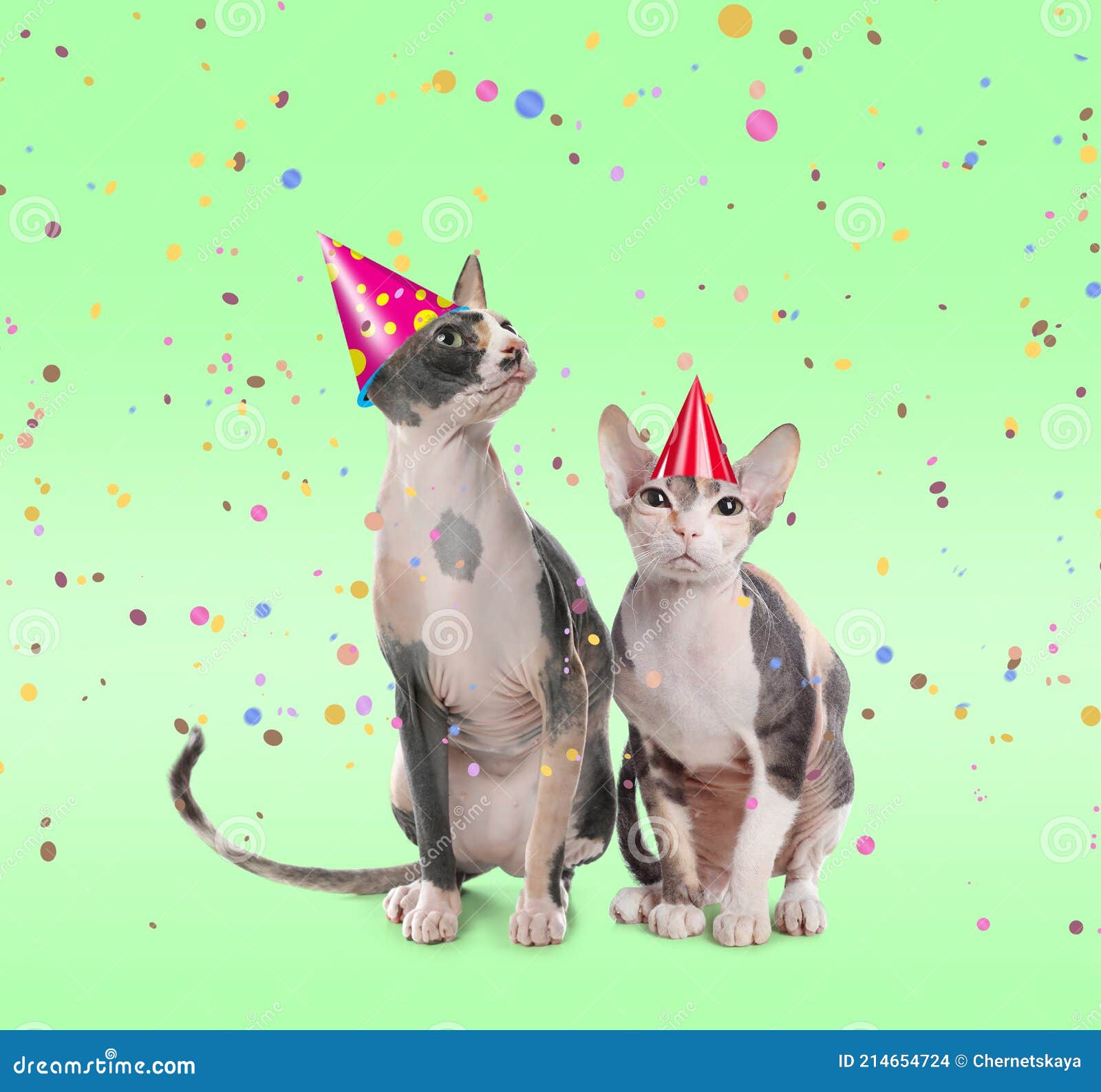 who sings cat in the kettle who sings cat in the kettle