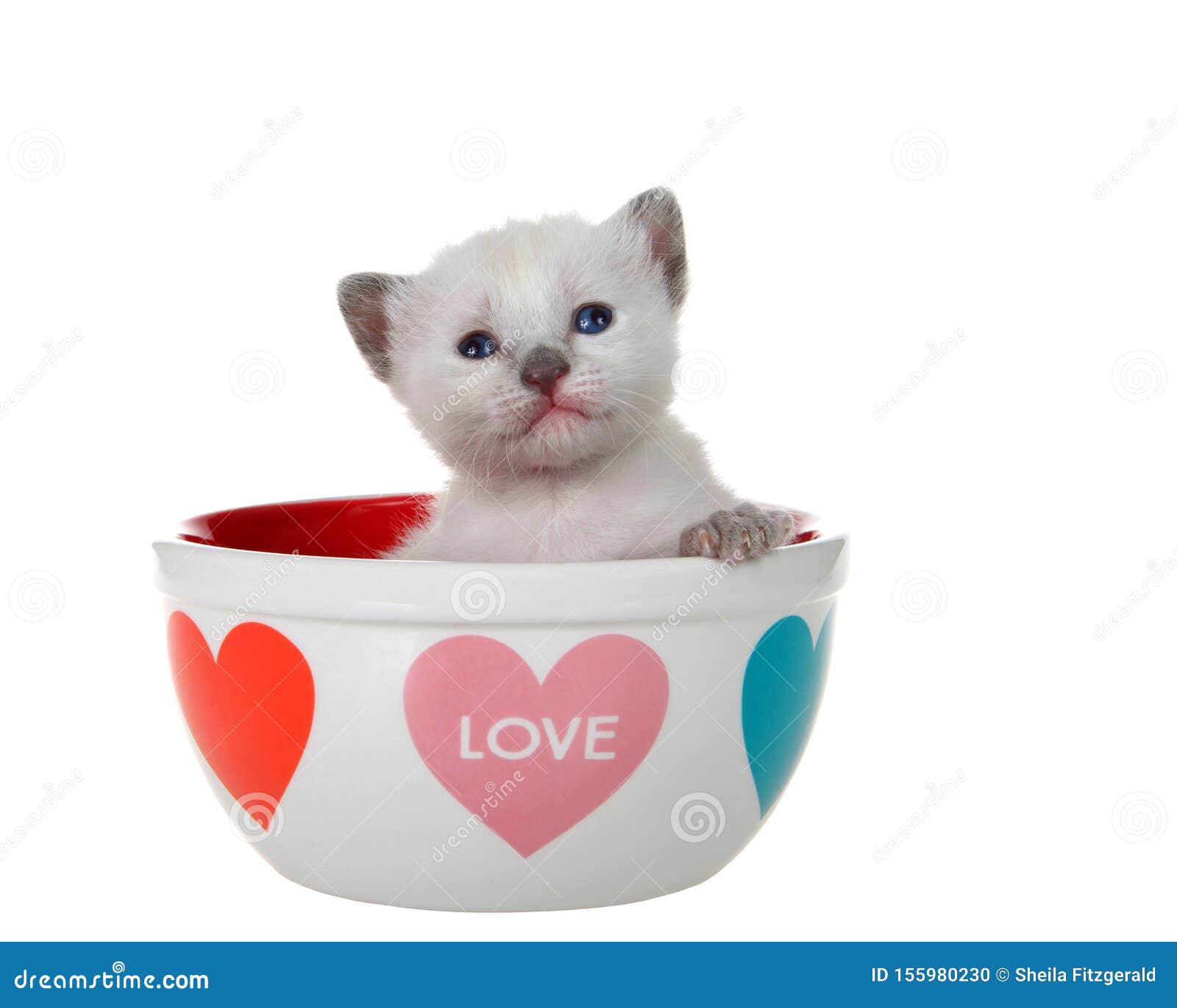 Adorable Chaton Siamois Dans Une Mule D Amour De La Saint Valentin Photo Stock Image Du Adorable Isolement Adorable Chaton Siamois Dans Une Mule D Amour De La Saint Valentin Photo Stock Image Du Adorable Isolement
