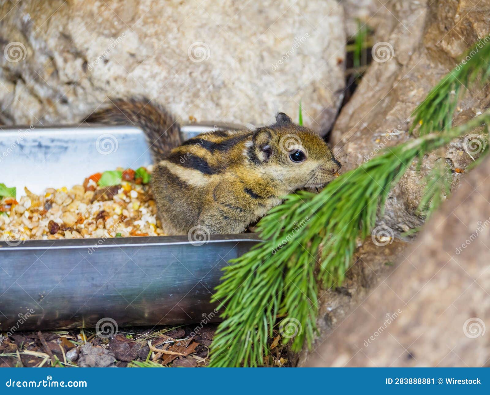 Adorable Chipmunk Standing in Its Food Bowl Stock Image Image of snack, meal 283888881
