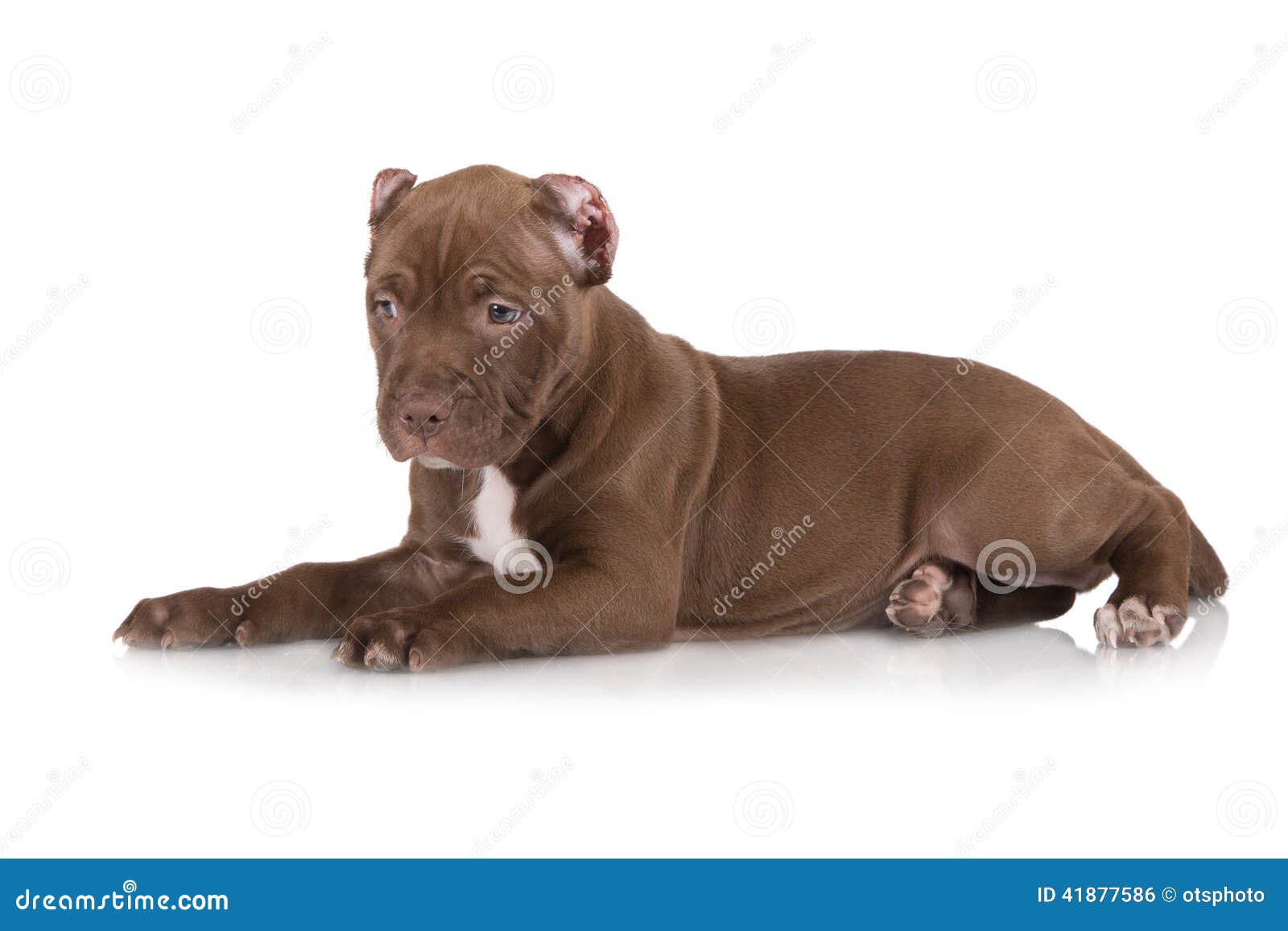 Adorable Chocolate Brown Pit Bull Puppy Stock Photo - Image: 41877586