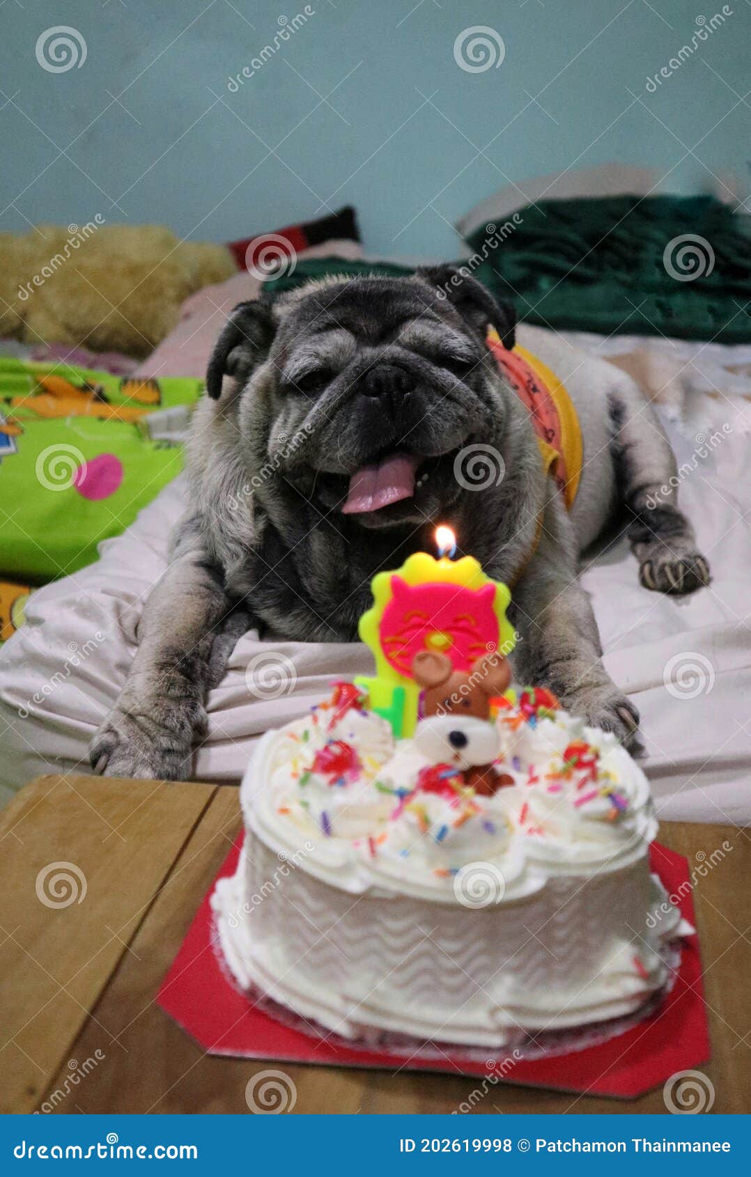 pug eating cake