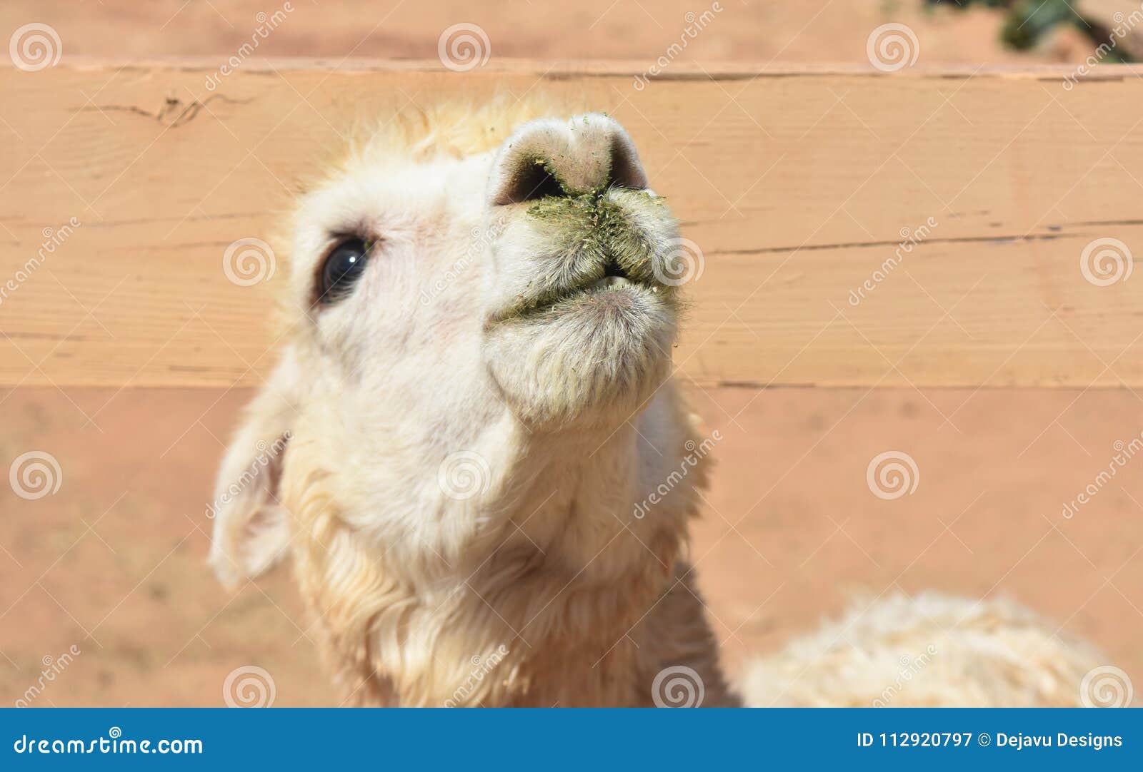 Close Up Look At The White Face Of A Cute Alpaca Stock Image Image Of Wild Llama