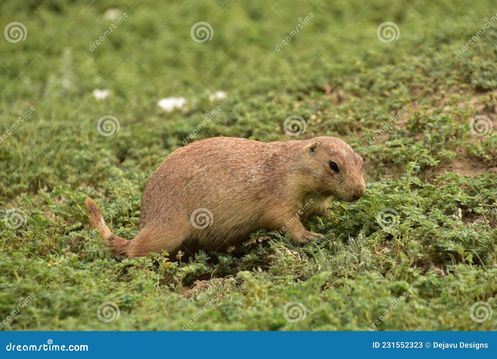 adorable close up look at a prairie dog