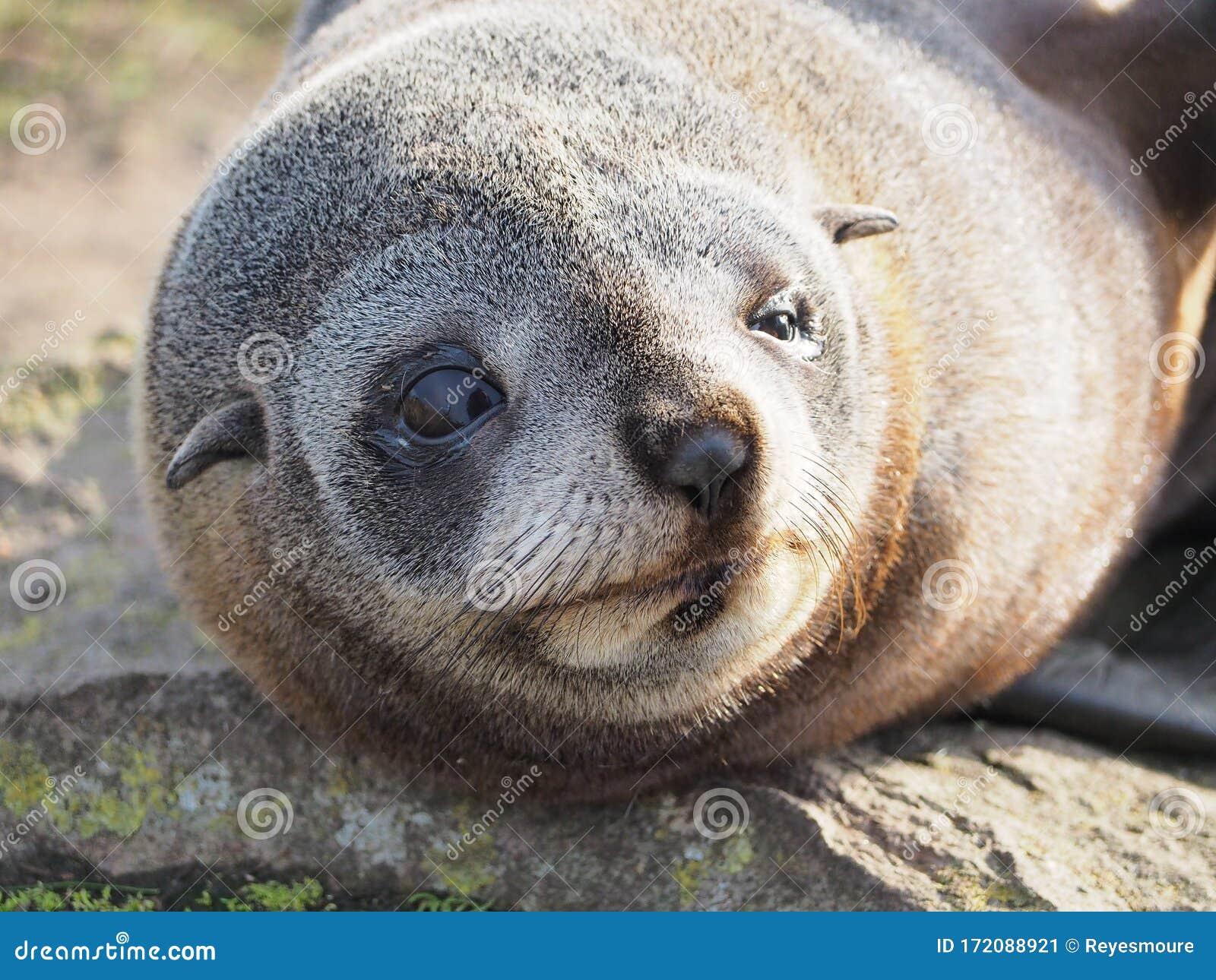 cute face sea lion new zealand.