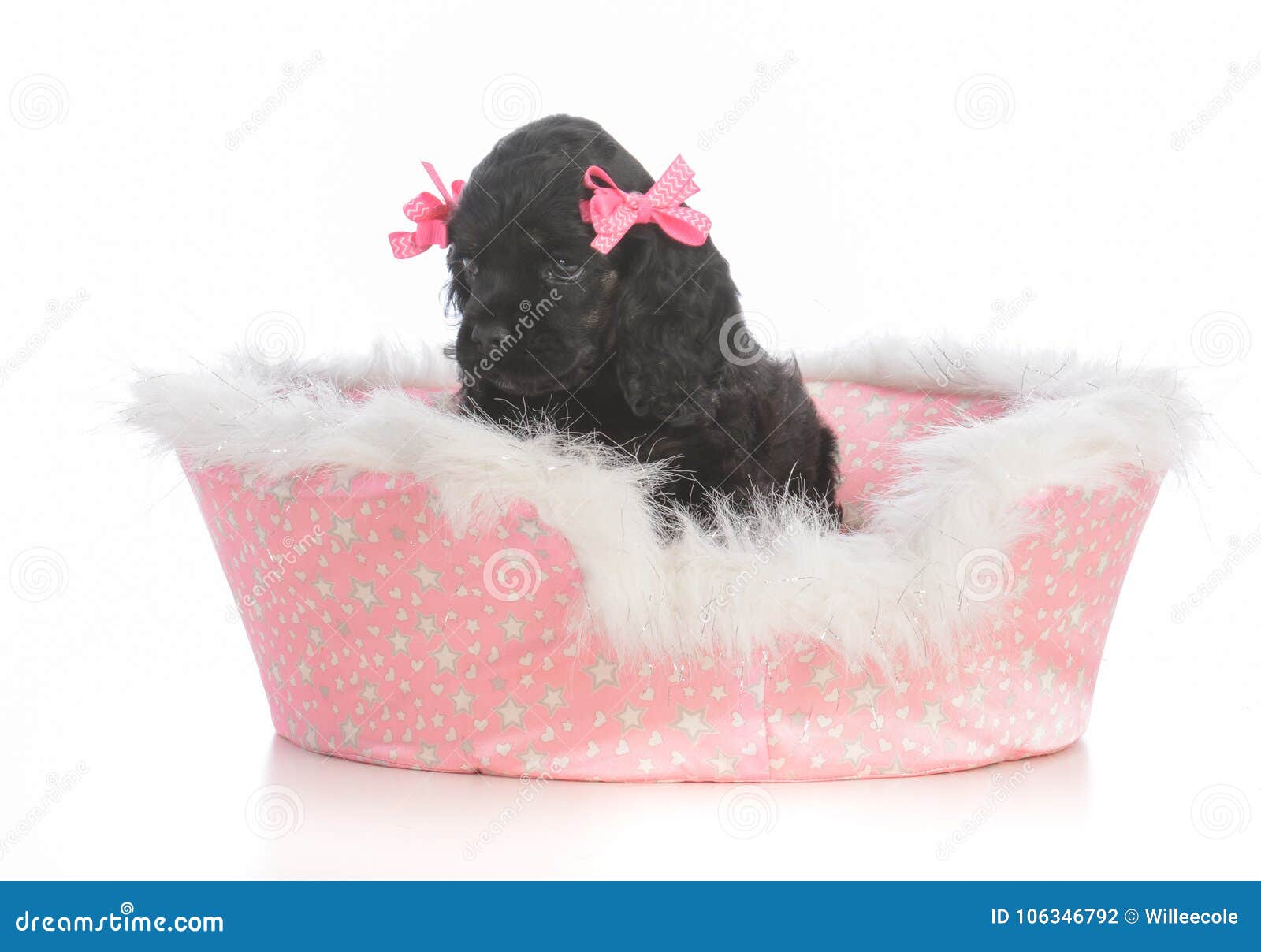 Adorable Puppy in a Dog Bed Stock Photo Image of cute, adorable 106346792