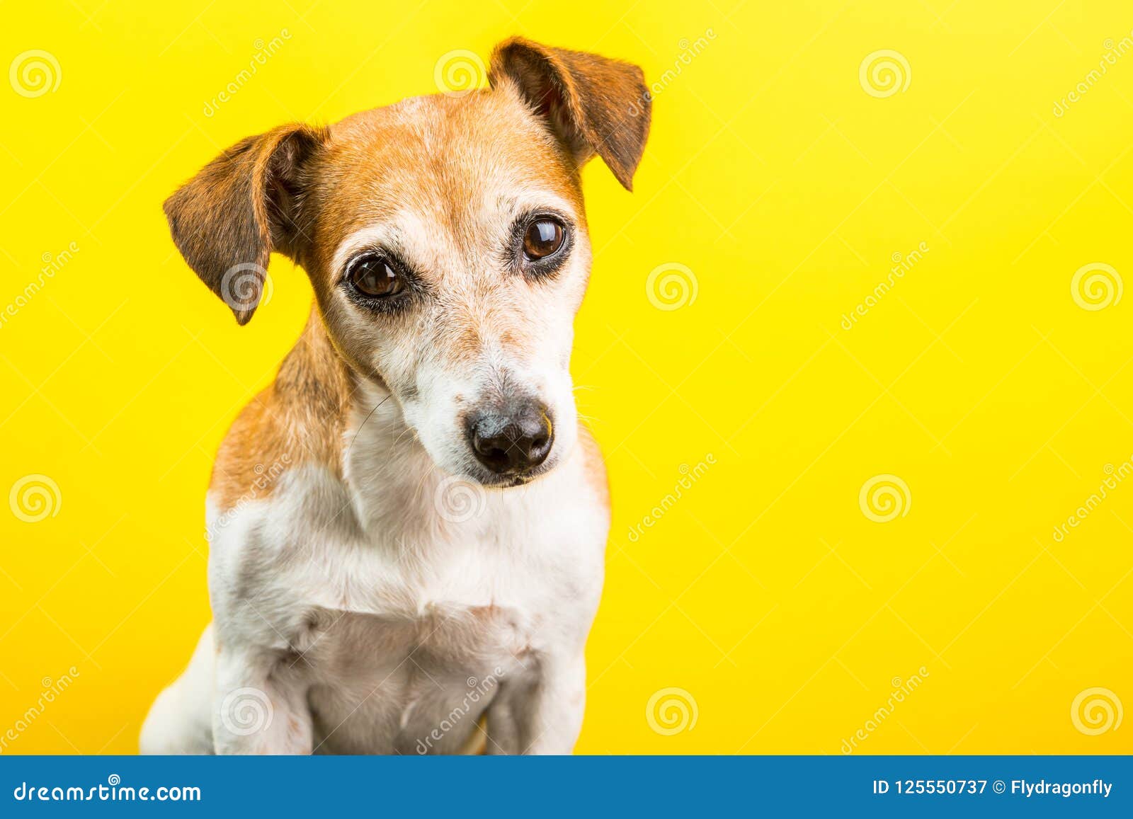 Adorable Cute Dog on Yellow Background. Stock Image - Image of pooch