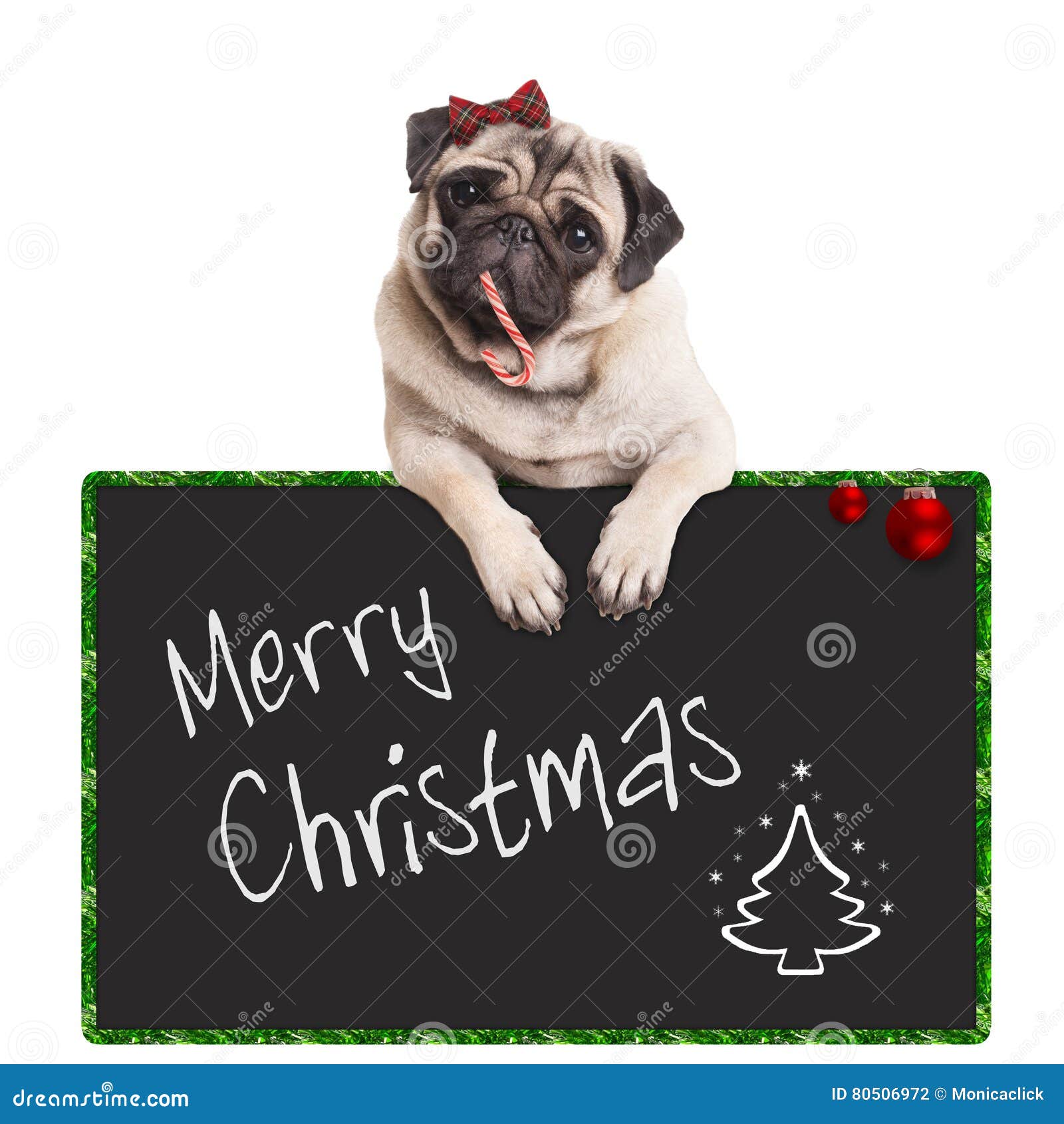 Adorable Cute Pug Puppy Dog Eating Candy Cane Leaning On Sign Saying Merry Christmas On White Background Stock Photo Image Of Merry Baubles 80506972