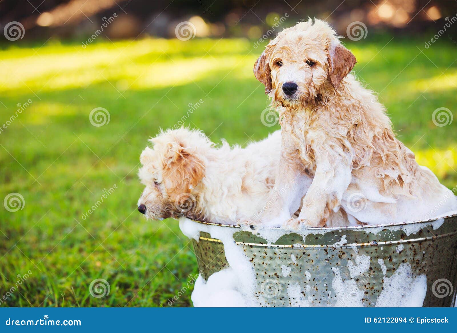 Adorable Cute Young Puppies Stock Photo Image of outside, domestic
