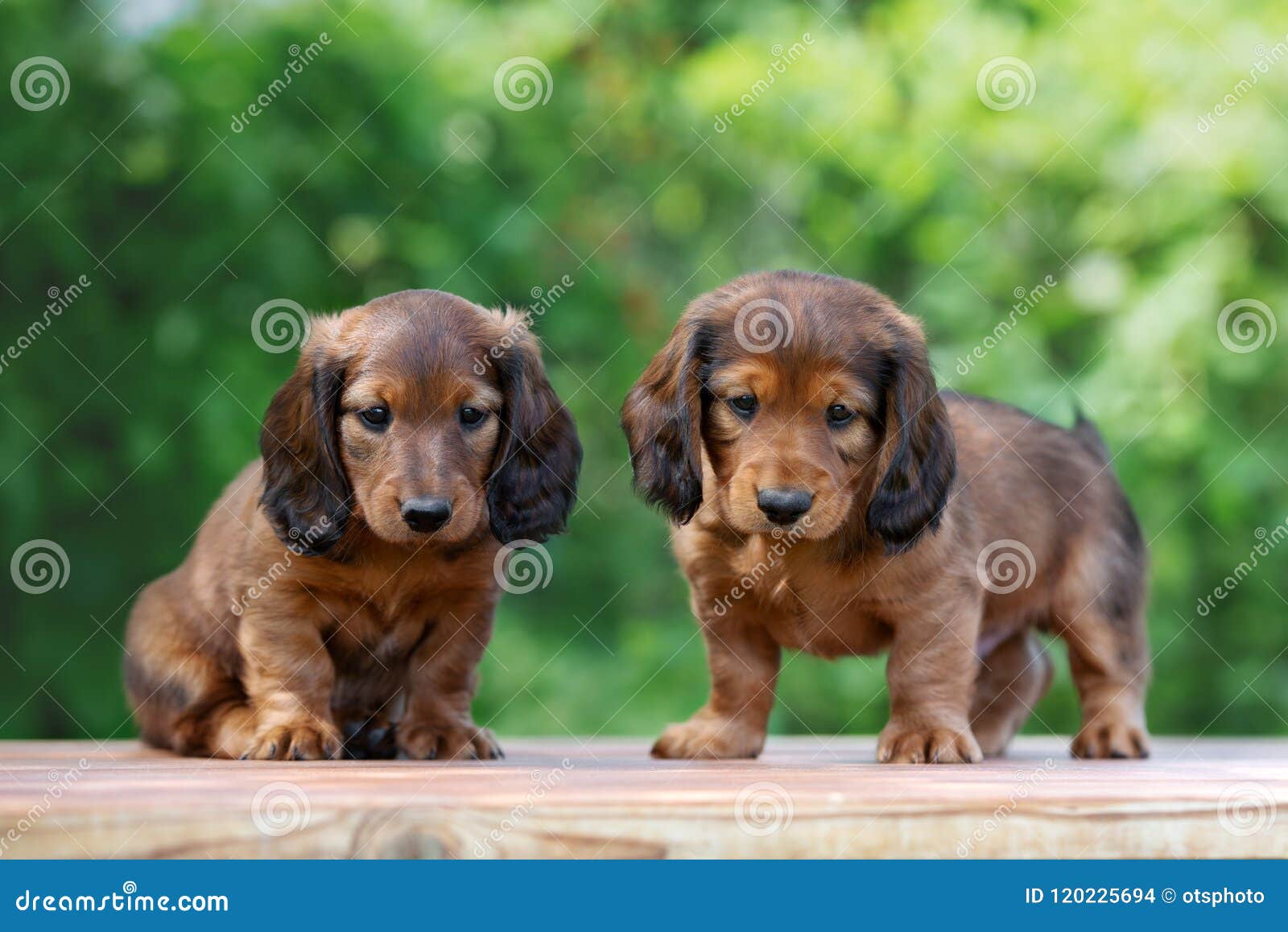 Adorable Dachshund Puppies Outdoors in Summer Stock Photo - Image of  adorable, brown: 120225694