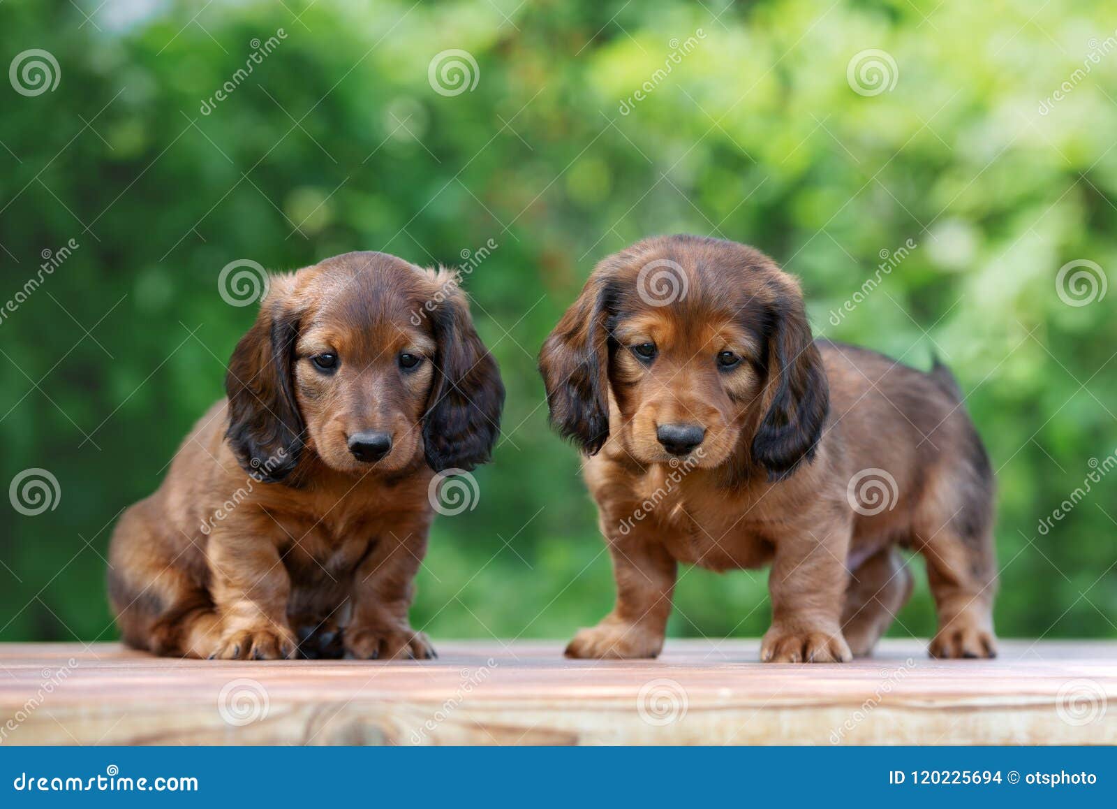 Adorable Dachshund Puppies Outdoors in Summer Stock Photo - Image of adorable, brown: 120225694 Adorable Dachshund Puppies Outdoors in Summer Stock Photo - Image of adorable, brown: 120225694