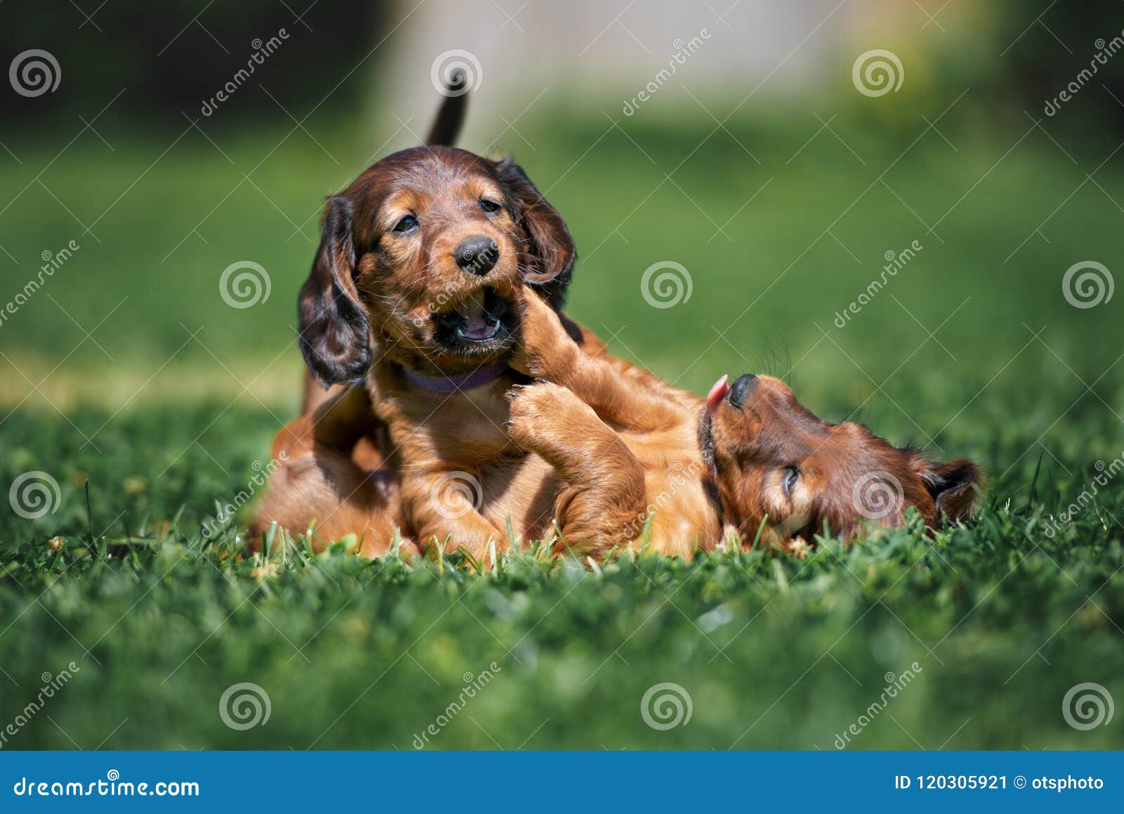 Adorable Dachshund Puppies Playing Outdoors In Summer Stock