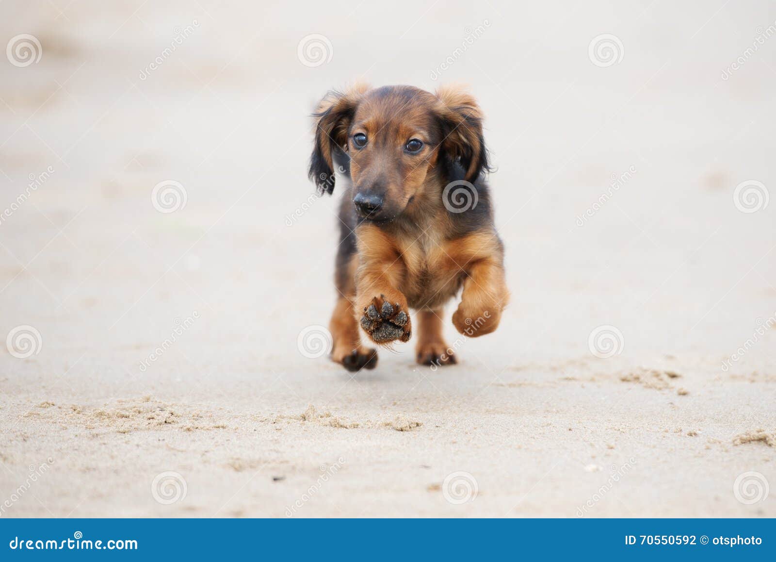 Adorable Dachshund Puppy Running On The Beach Stock Photo Image