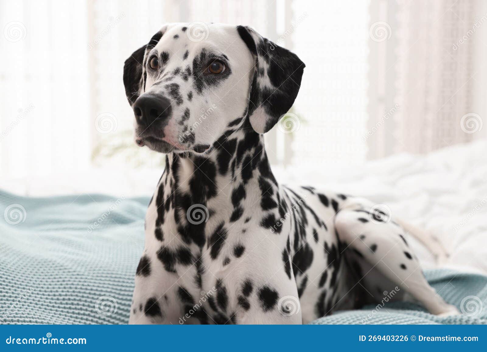 Adorable Dalmatian Dog on Bed in Bedroom Stock Photo Image of
