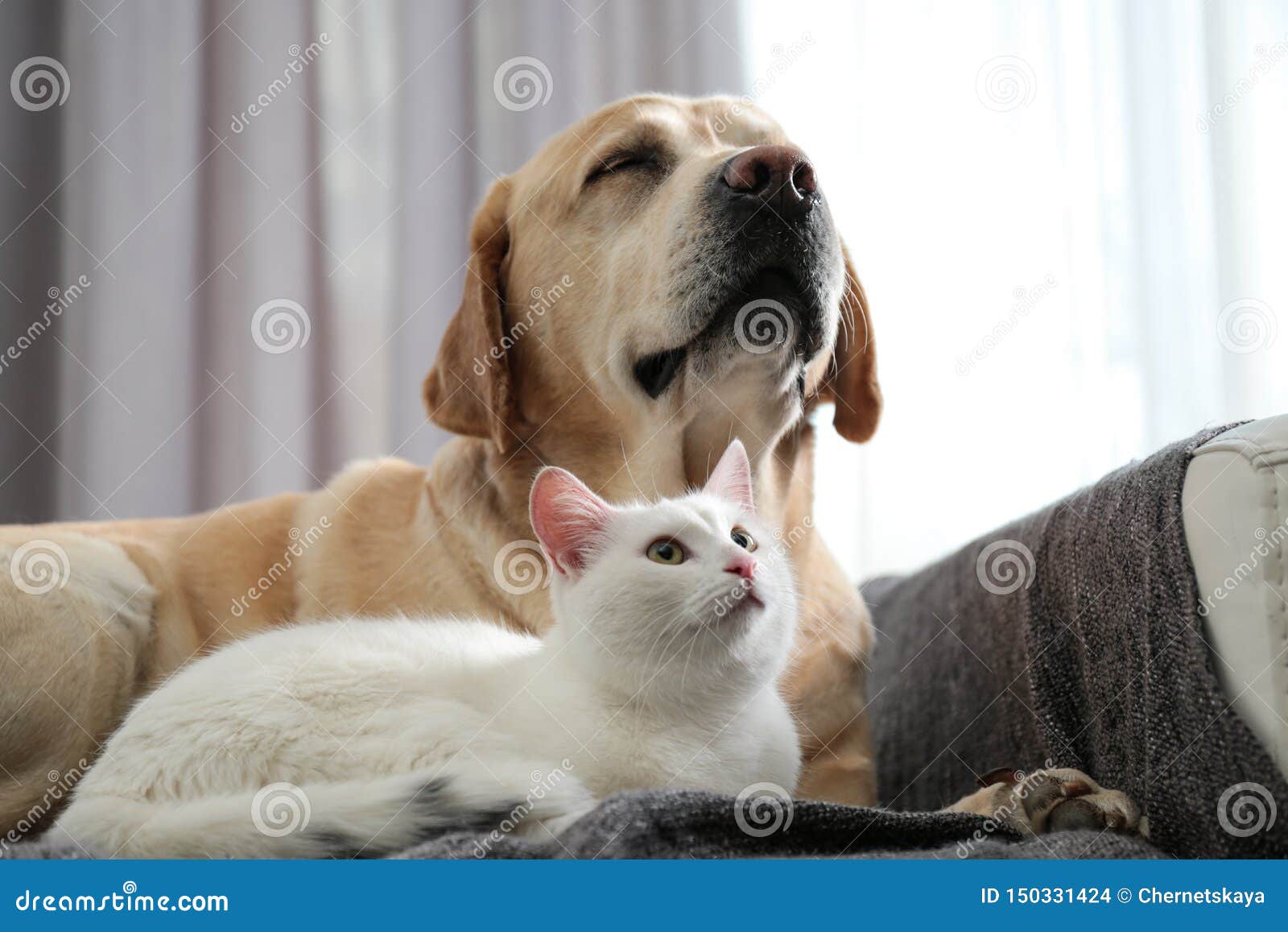 Adorable Dog And Cat Together On Sofa. Friends Forever Stock Photo
