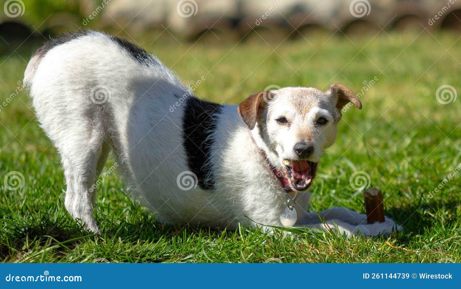 Adorable Dog Eating a Snack on the Grass in a Funny Pose Stock Image