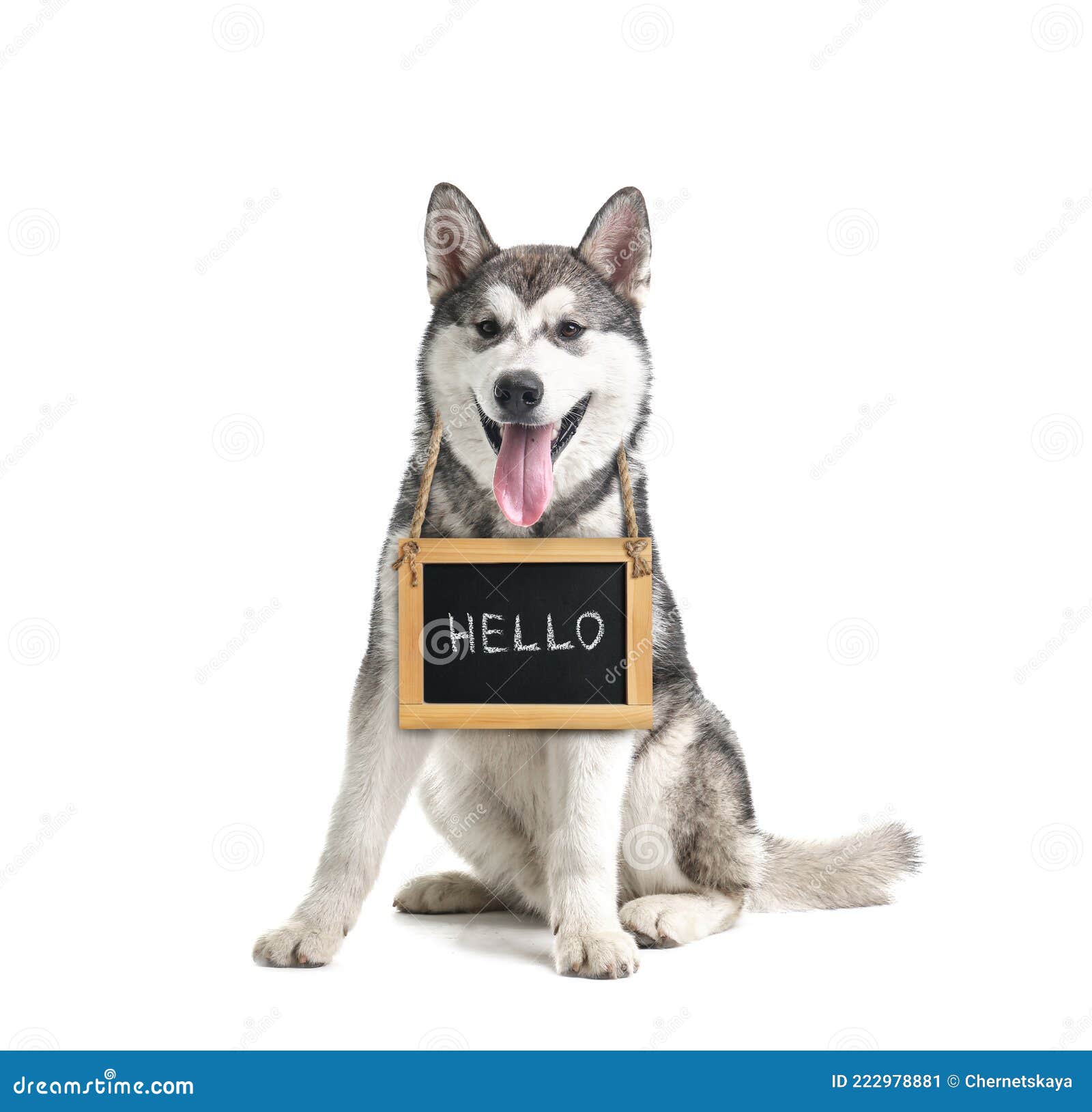 Adorable Dog with Hello Sign on White Background Stock Image Image of