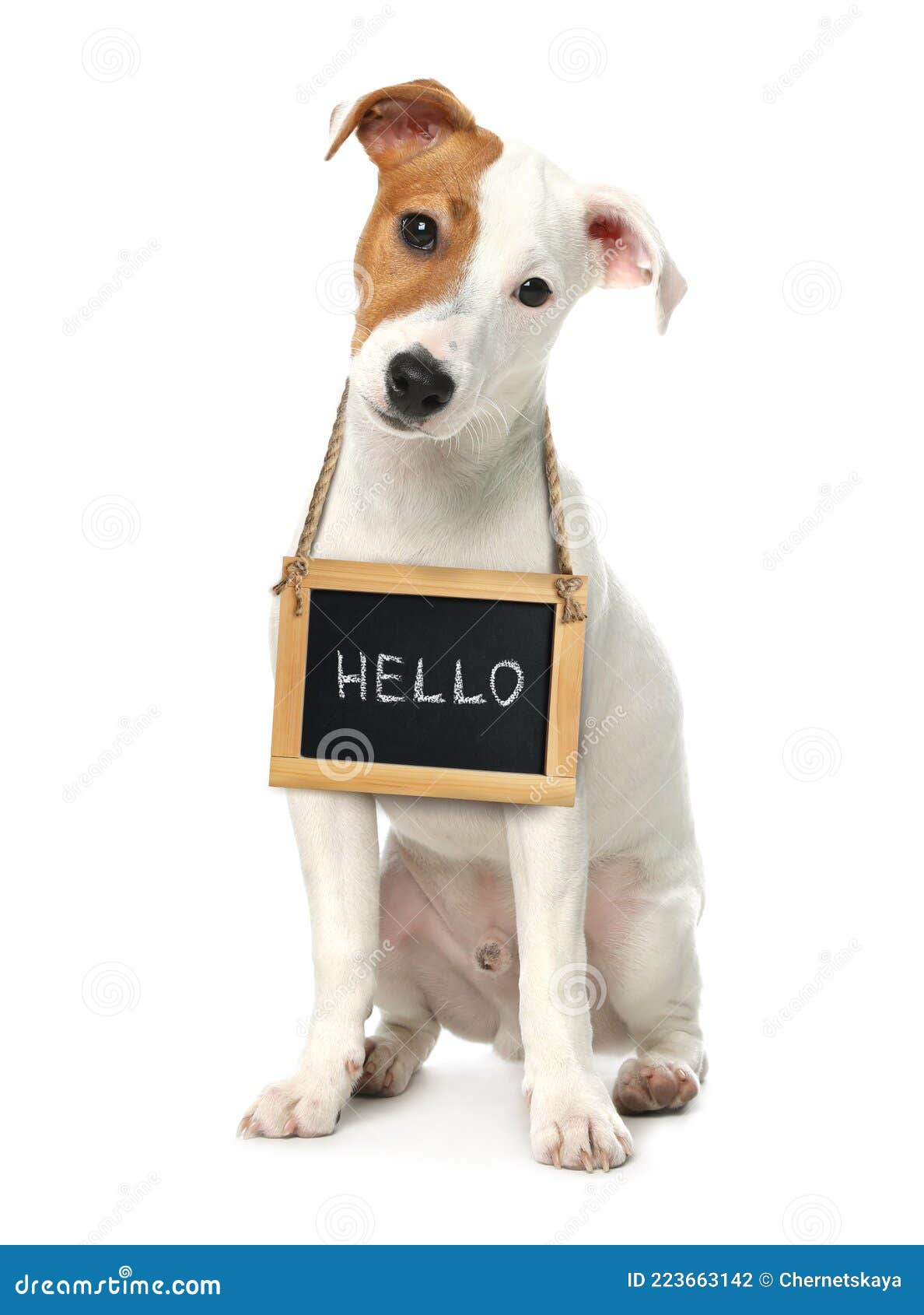 Adorable Dog with Hello Sign on White Background Stock Photo Image of