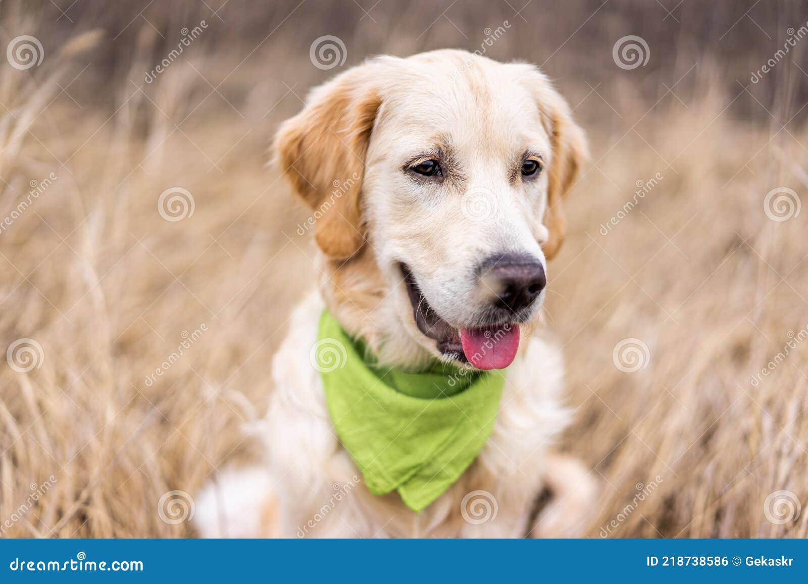 golden retriever muzzle
