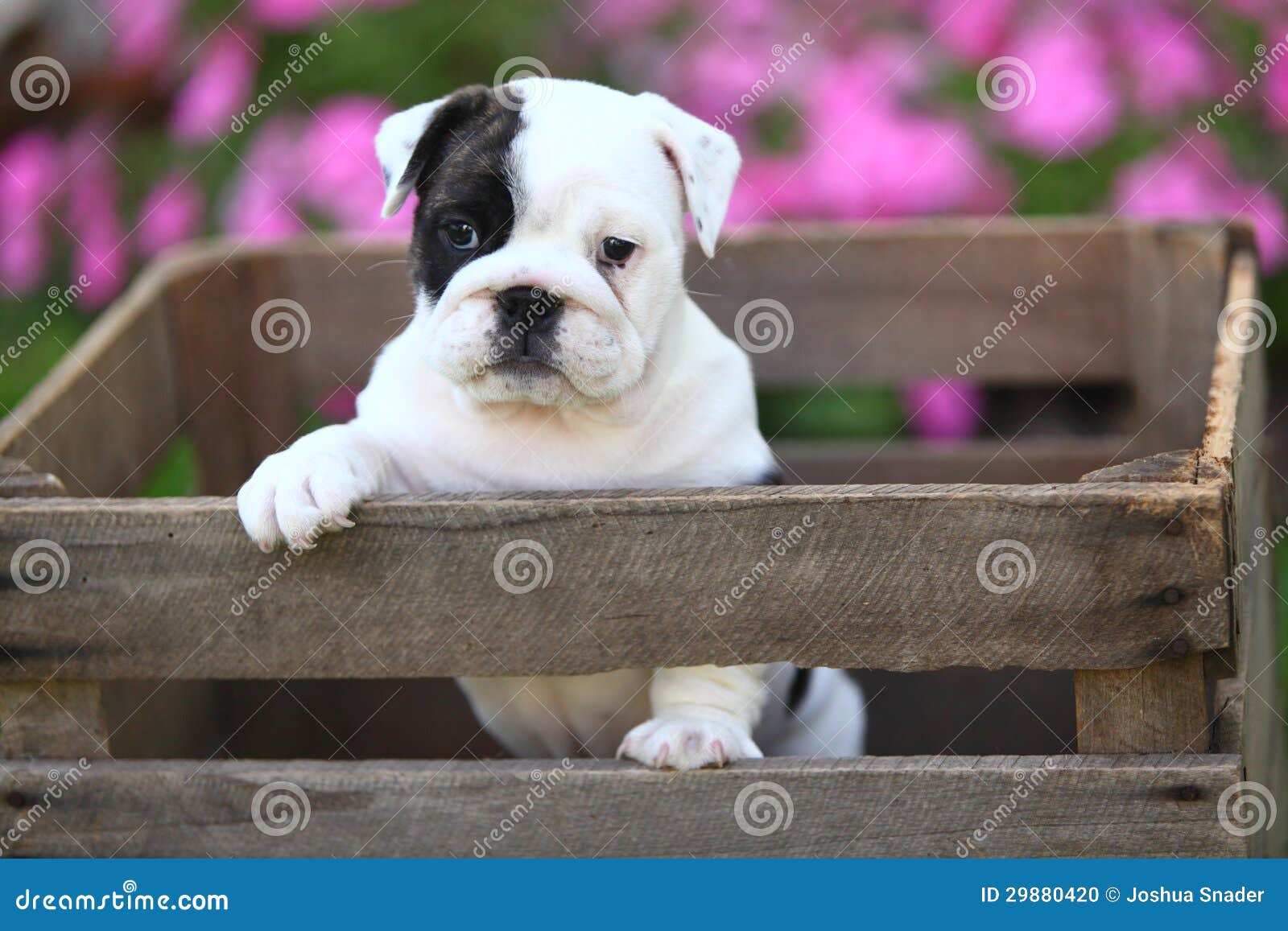English Bulldog Puppy In Wooden Crate Stock Photo Image