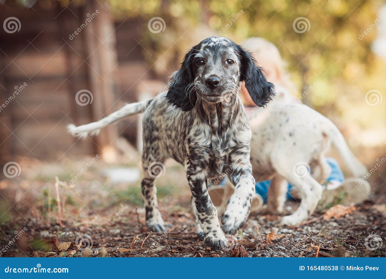 llewellin setter puppies