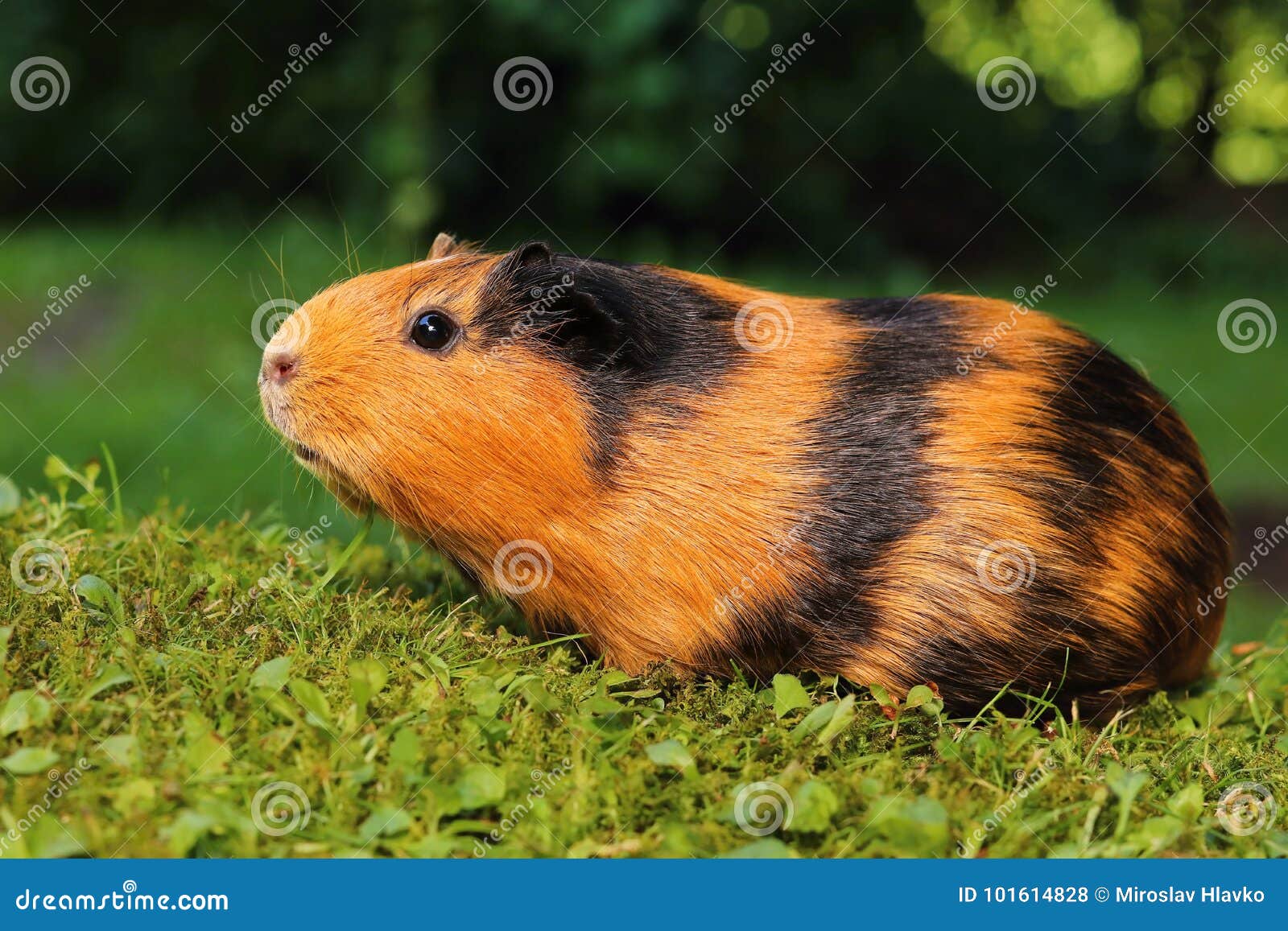 Pig fat guinea Pictured: The