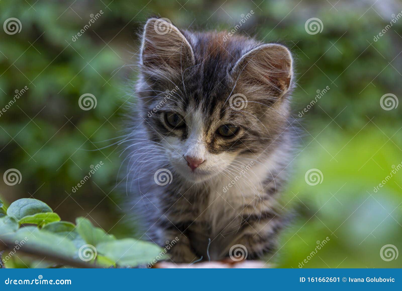 adorable female kitten on a reed roof posing