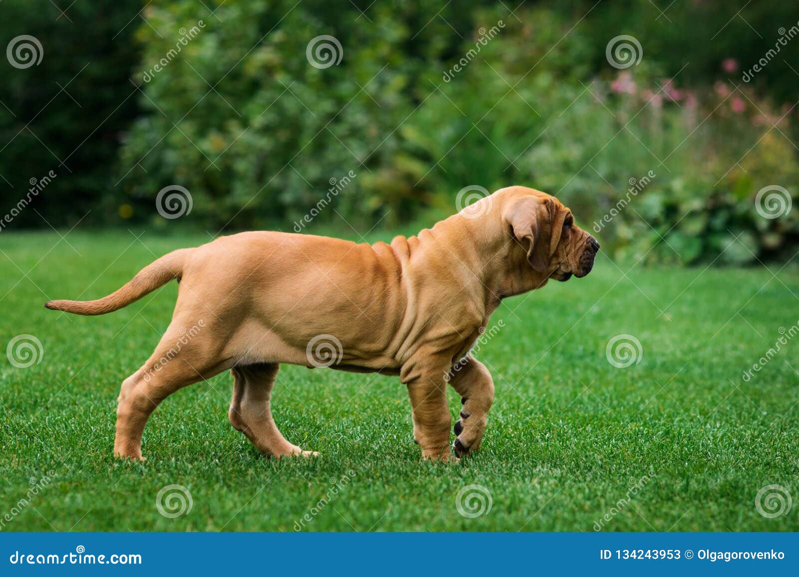 Adorable Fila Brasileiro Puppy Portrait Stock Image - Image of security,  brasileiro: 134243953