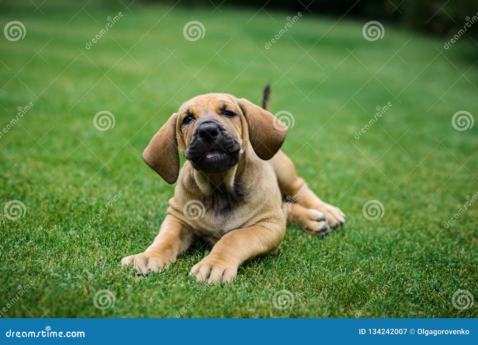 Adorable Fila Brasileiro Puppy Portrait Stock Image - Image of