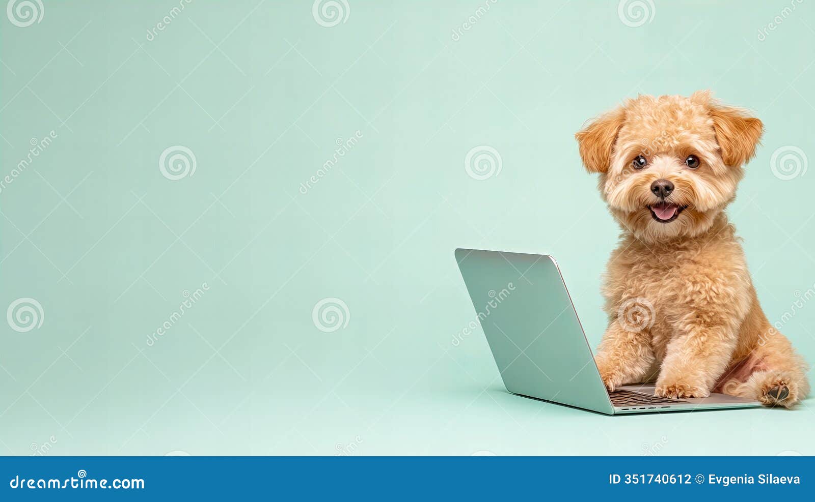 adorable fluffy dog with laptop on mint green background
