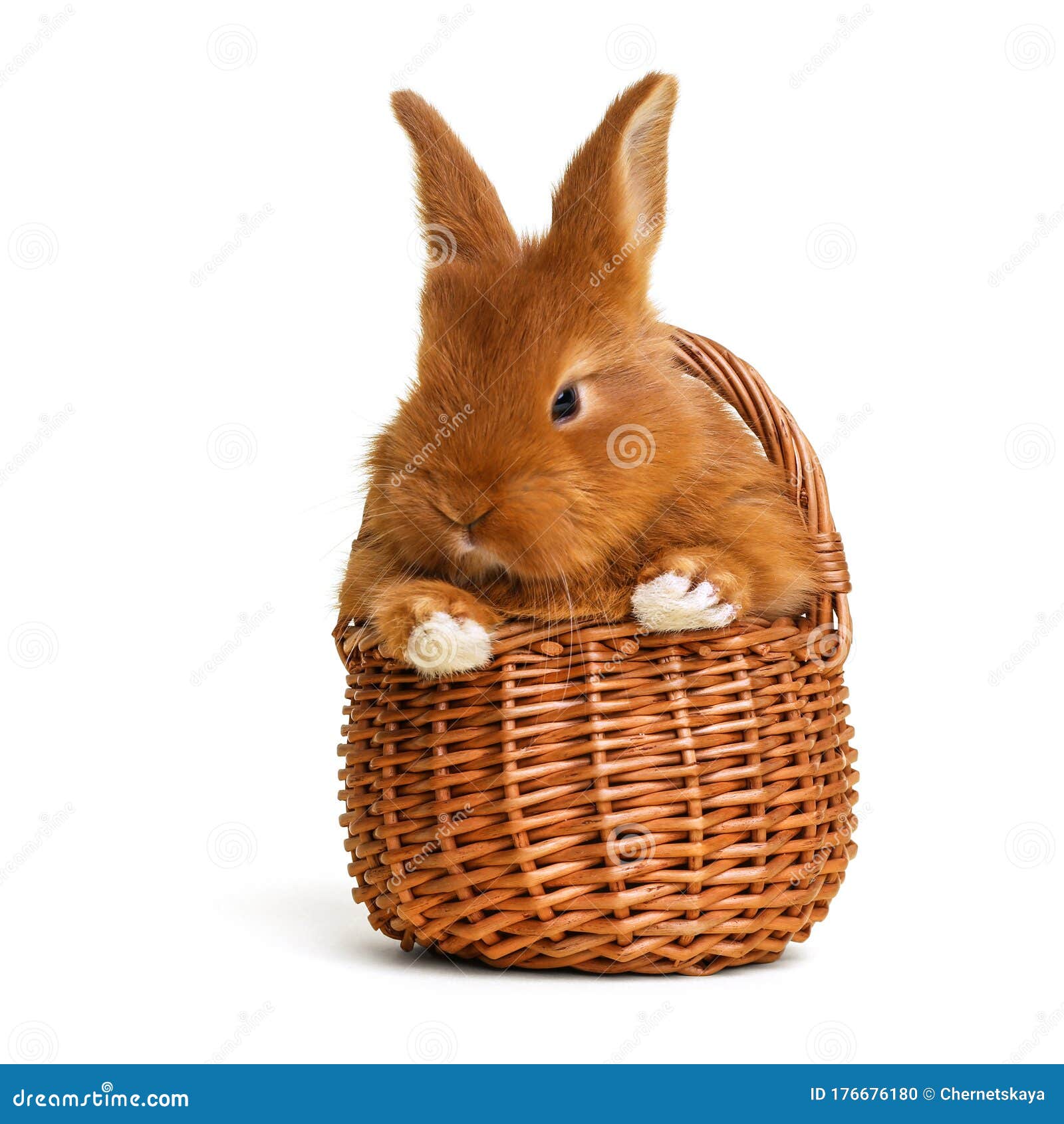 Adorable Fluffy Easter Bunny in Wicker Basket on Background Stock Photo Image of little, happy