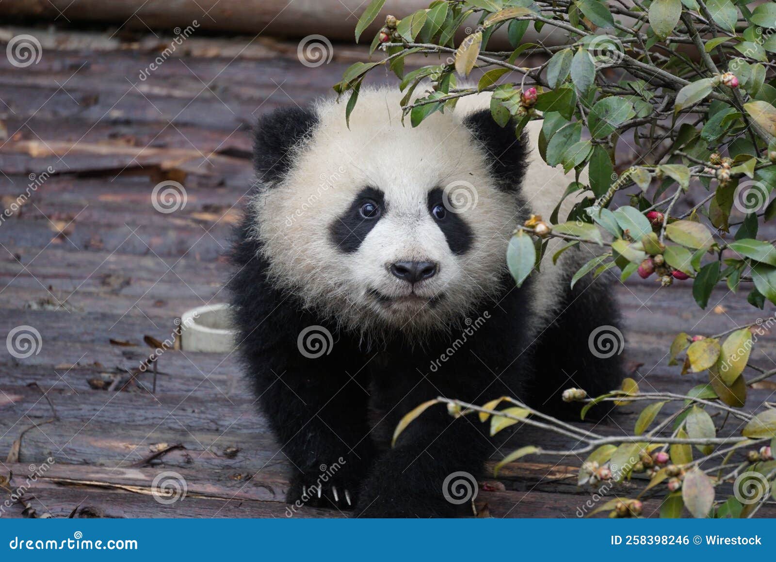 Adorable Fluffy Panda in the Park Stock Photo Image of wallpaper