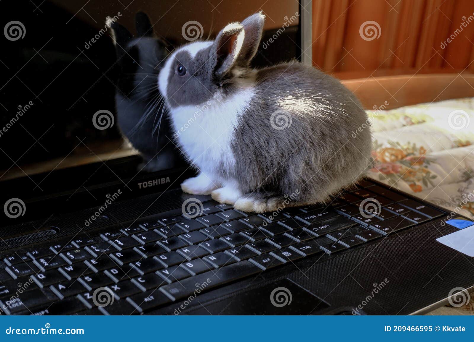 Adorable Fluffy White and Gray Baby Bunny Playing on Black Laptop Close-up.  Cute Domestic Animal. Animals and Technology Stock Image - Image of furry,  adorable: 209466595