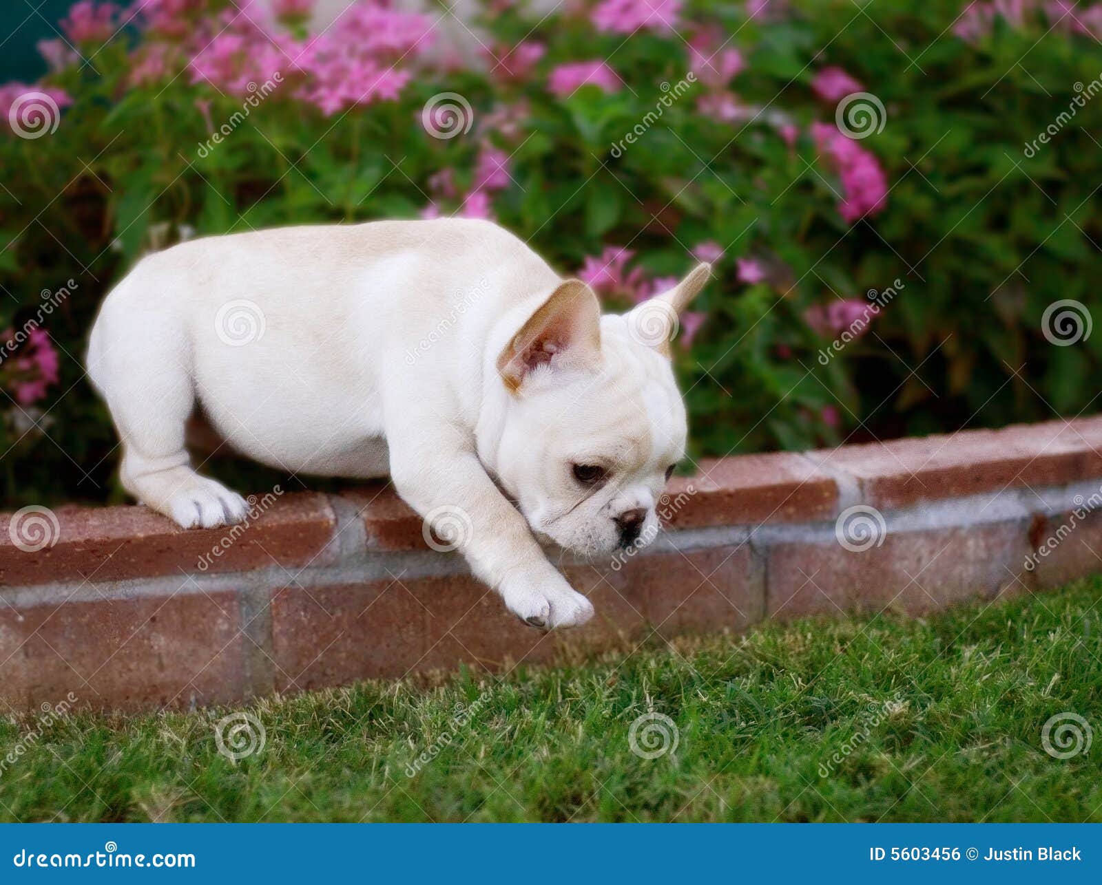 adorable french bulldog puppy