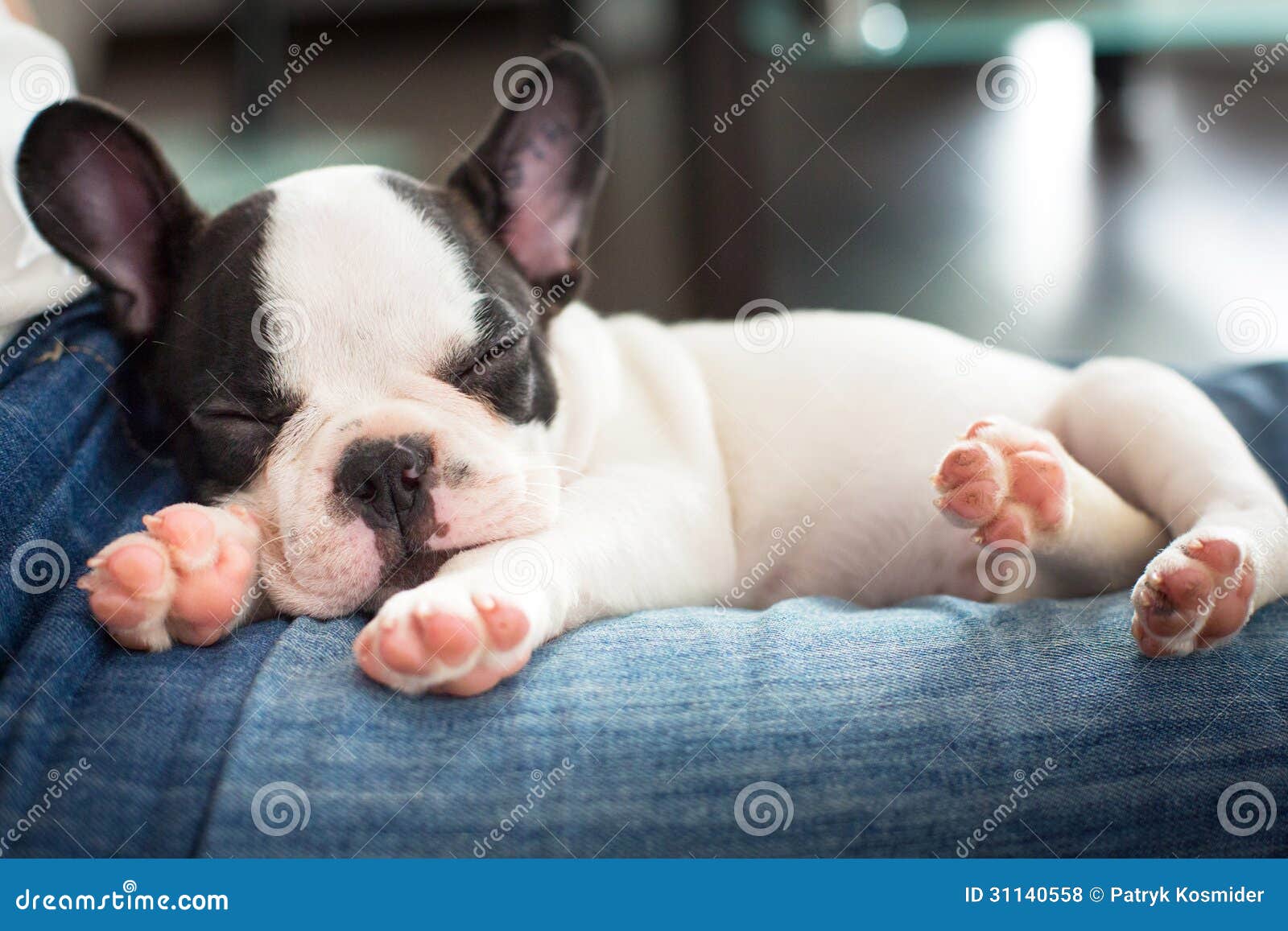 Cute Adorable French Bulldogs That Will Melt Your Heart - Click Now to ...