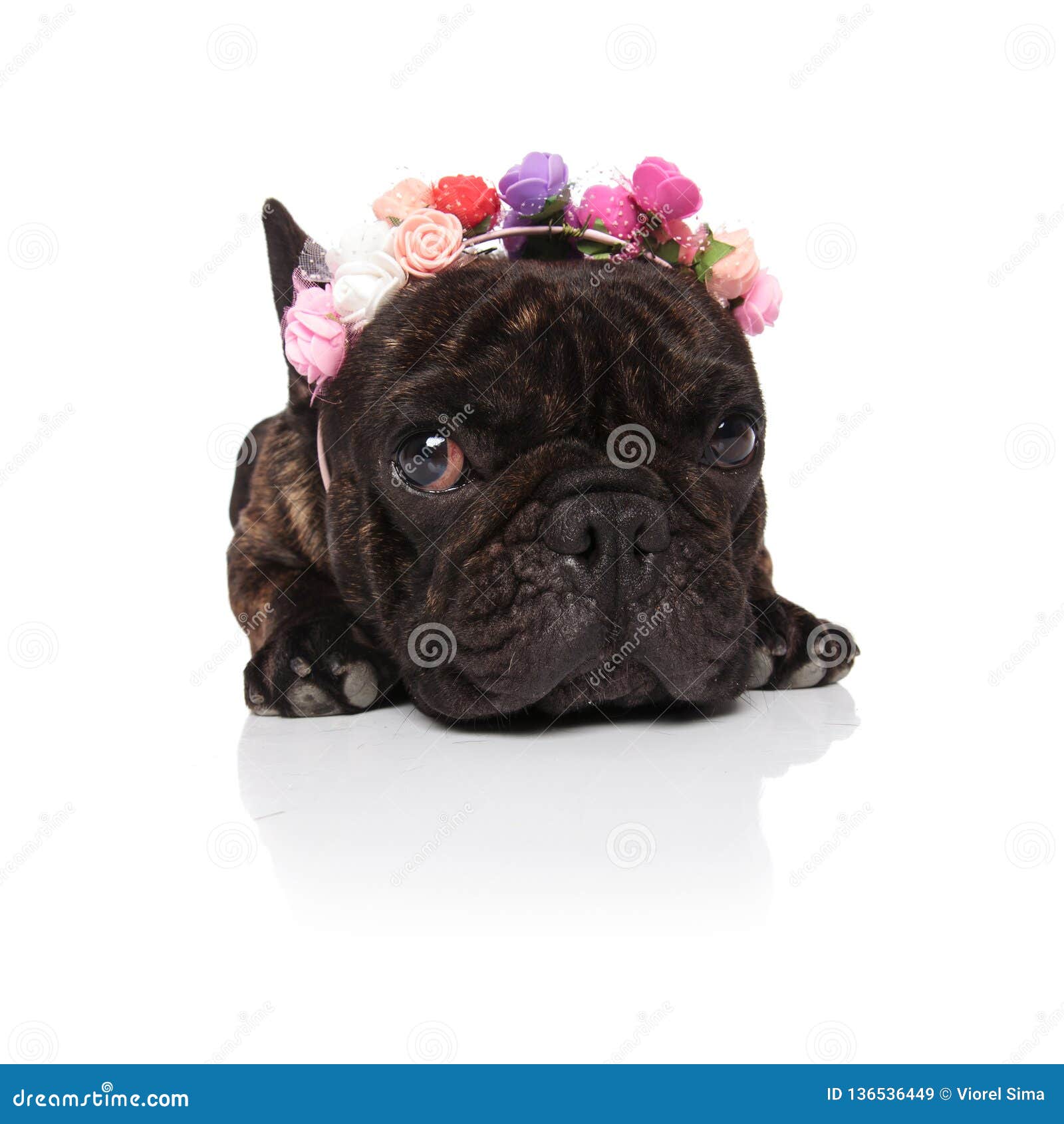 Adorable French Bulldog Wearing Colorful Flowers Crown Lying Stock ...