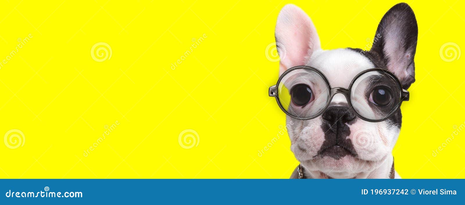 adorable frenchie dog wearing glasses and collar
