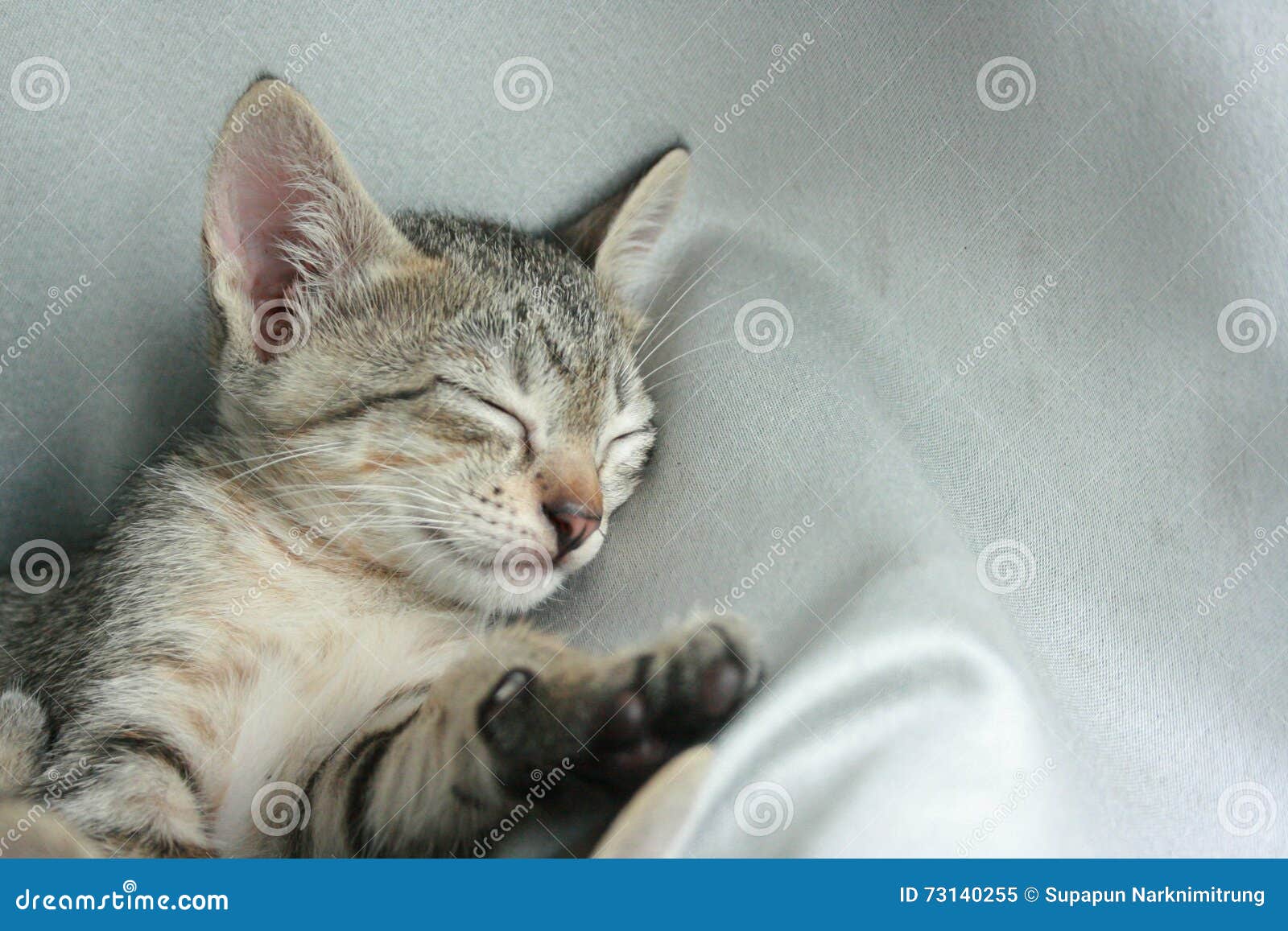 Cat Sleep Tight on Soft White Bed. Stock Image - Image of sleep