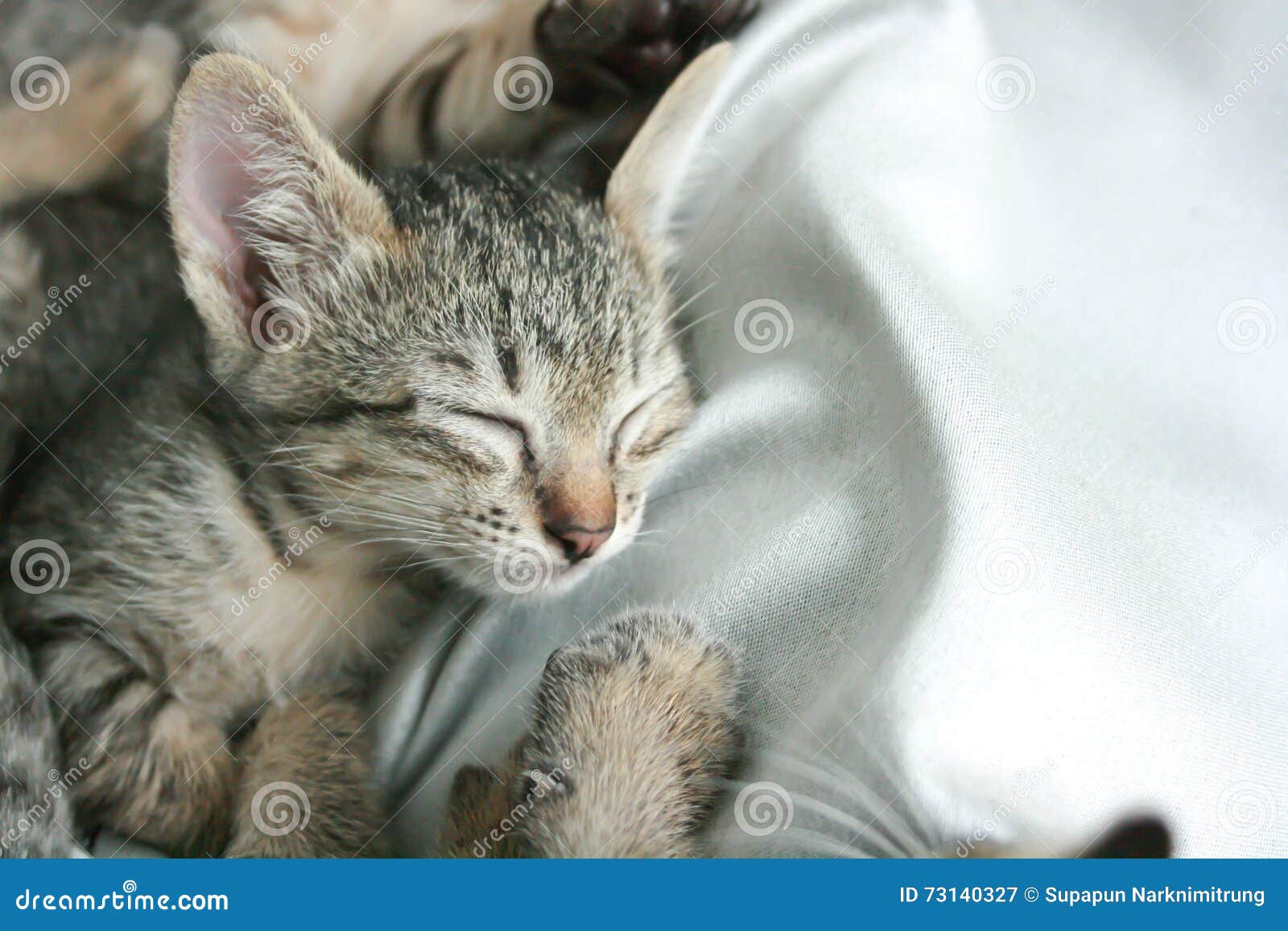 Cat Sleep Tight on Soft White Bed. Stock Image - Image of young