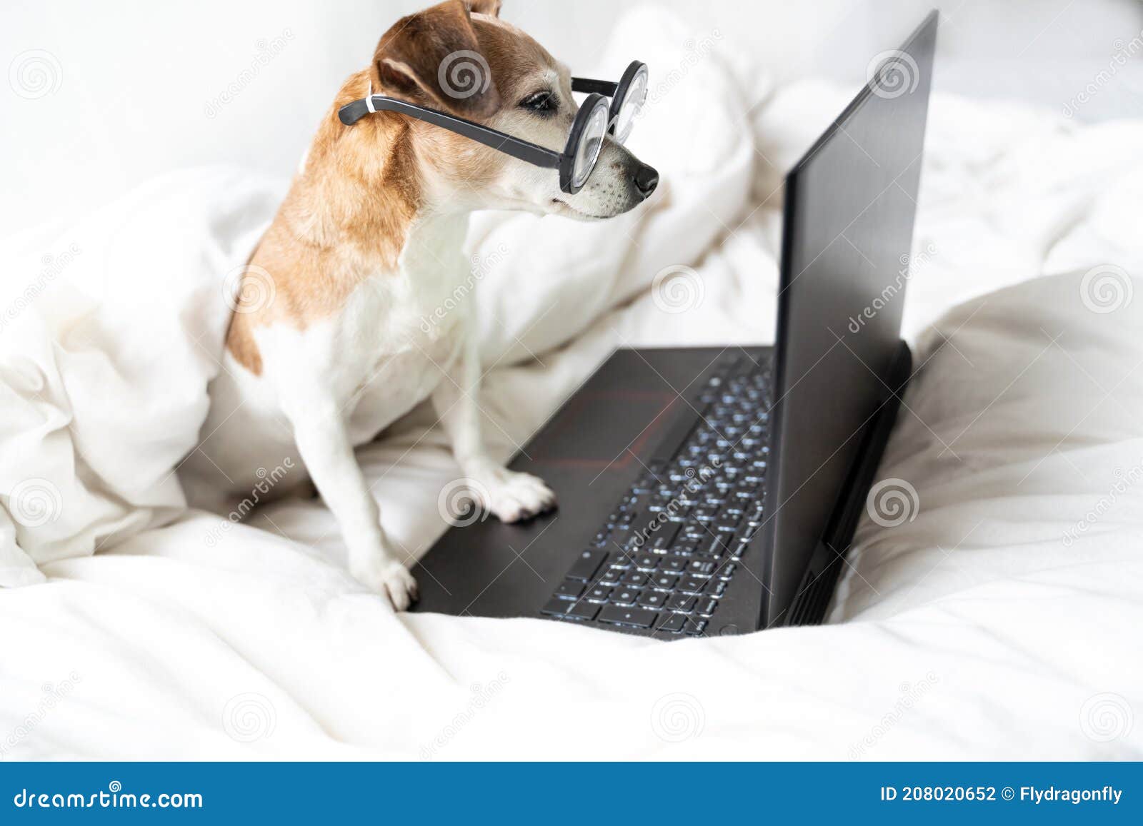 Adorable Funny Dog in Glassese in Bed with Laptop Working Remotely from  Home. Stock Photo - Image of looking, coronavirus: 208020652